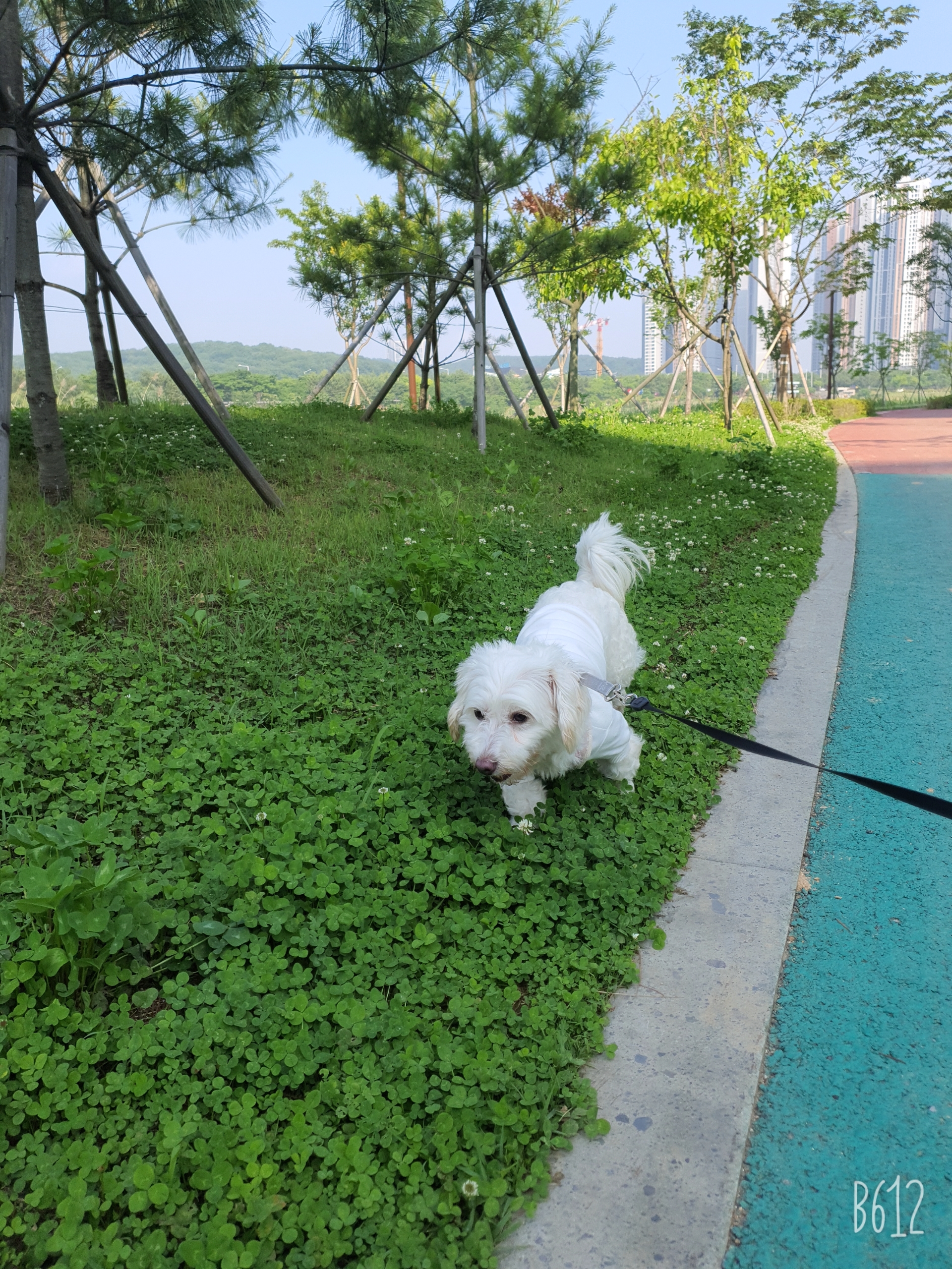 곤지암 엘사 입양한달 후기!!
