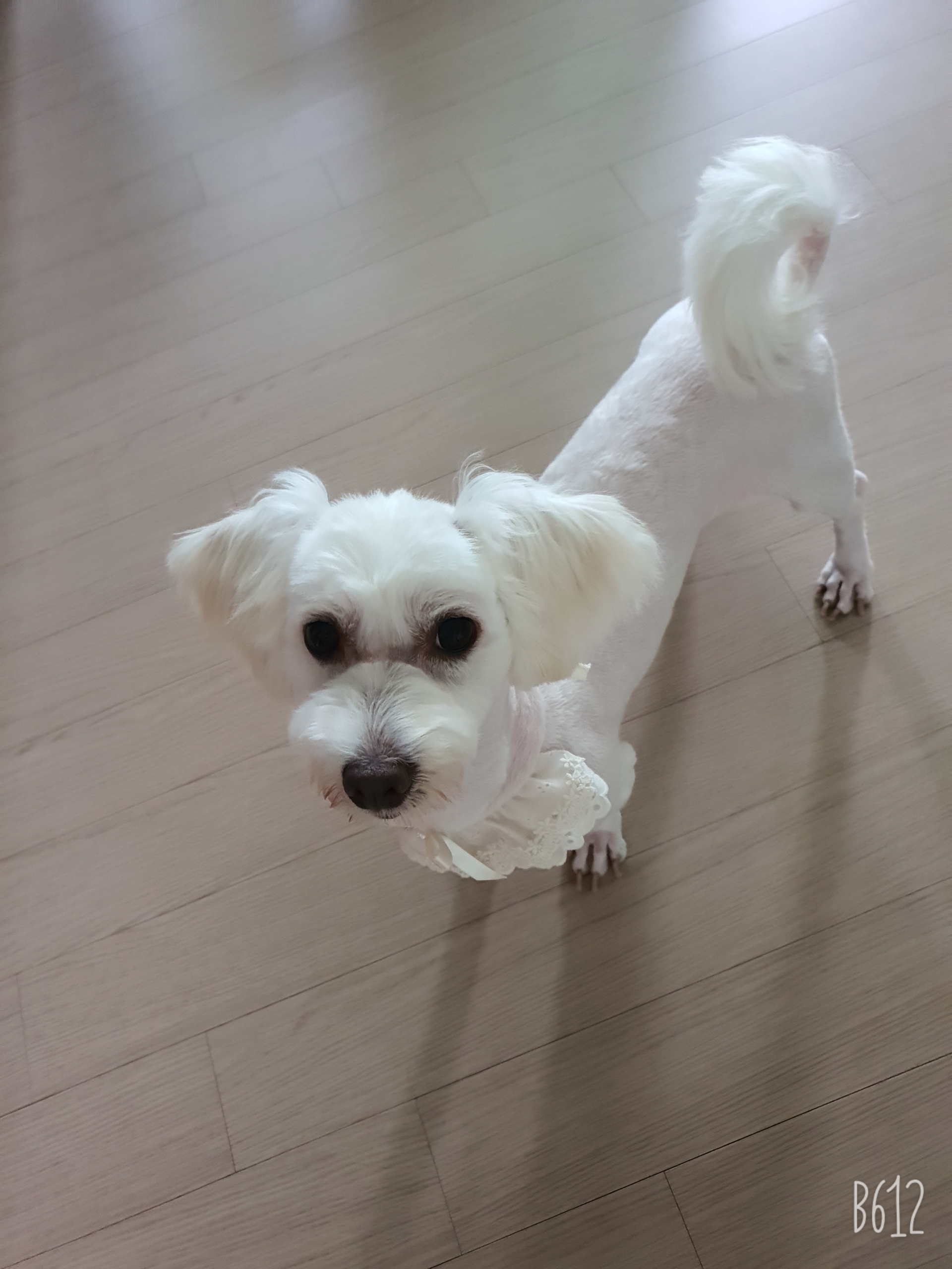 곤지암 엘사 입양한달 후기!!