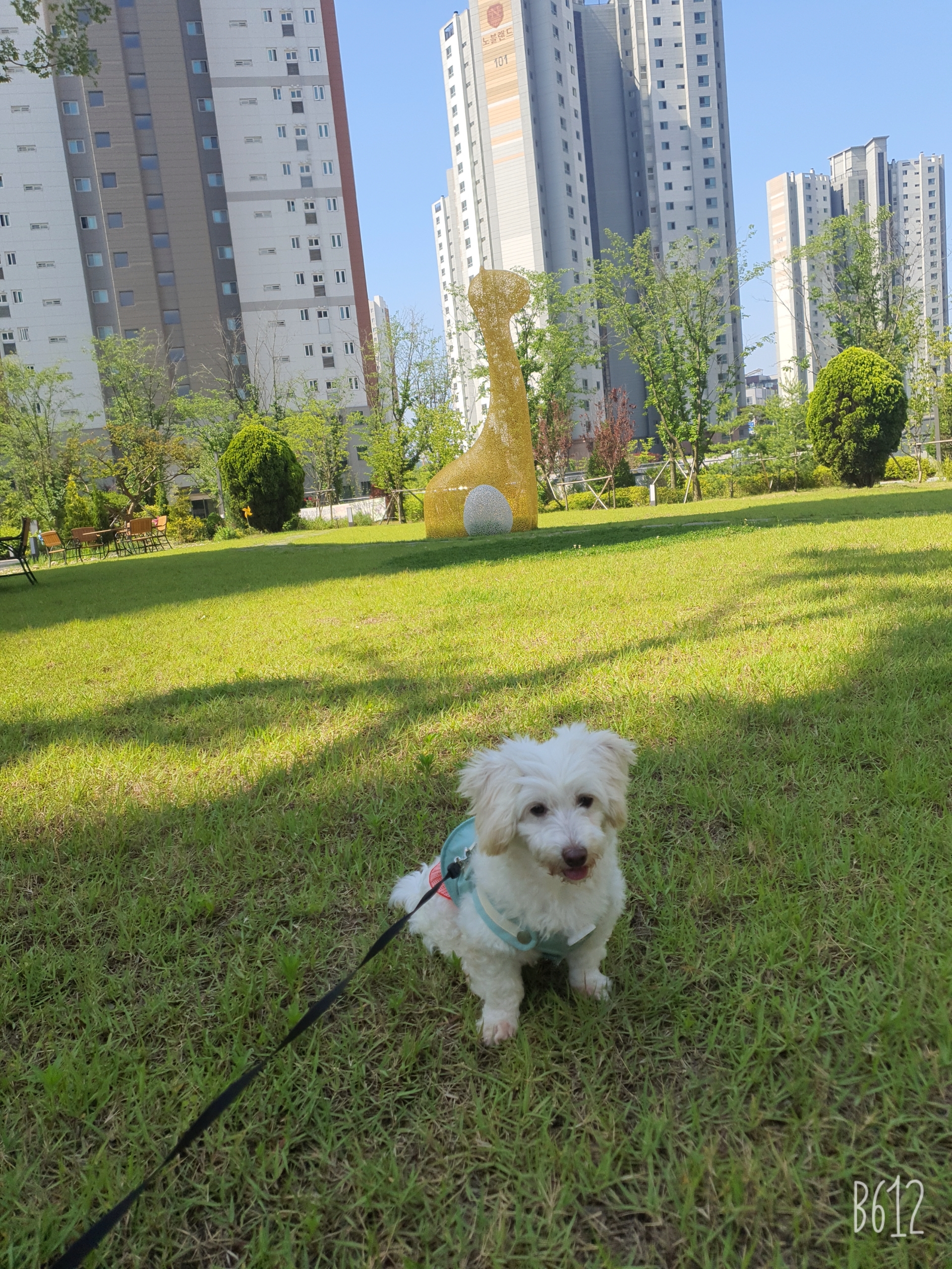 곤지암 엘사 입양한달 후기!!