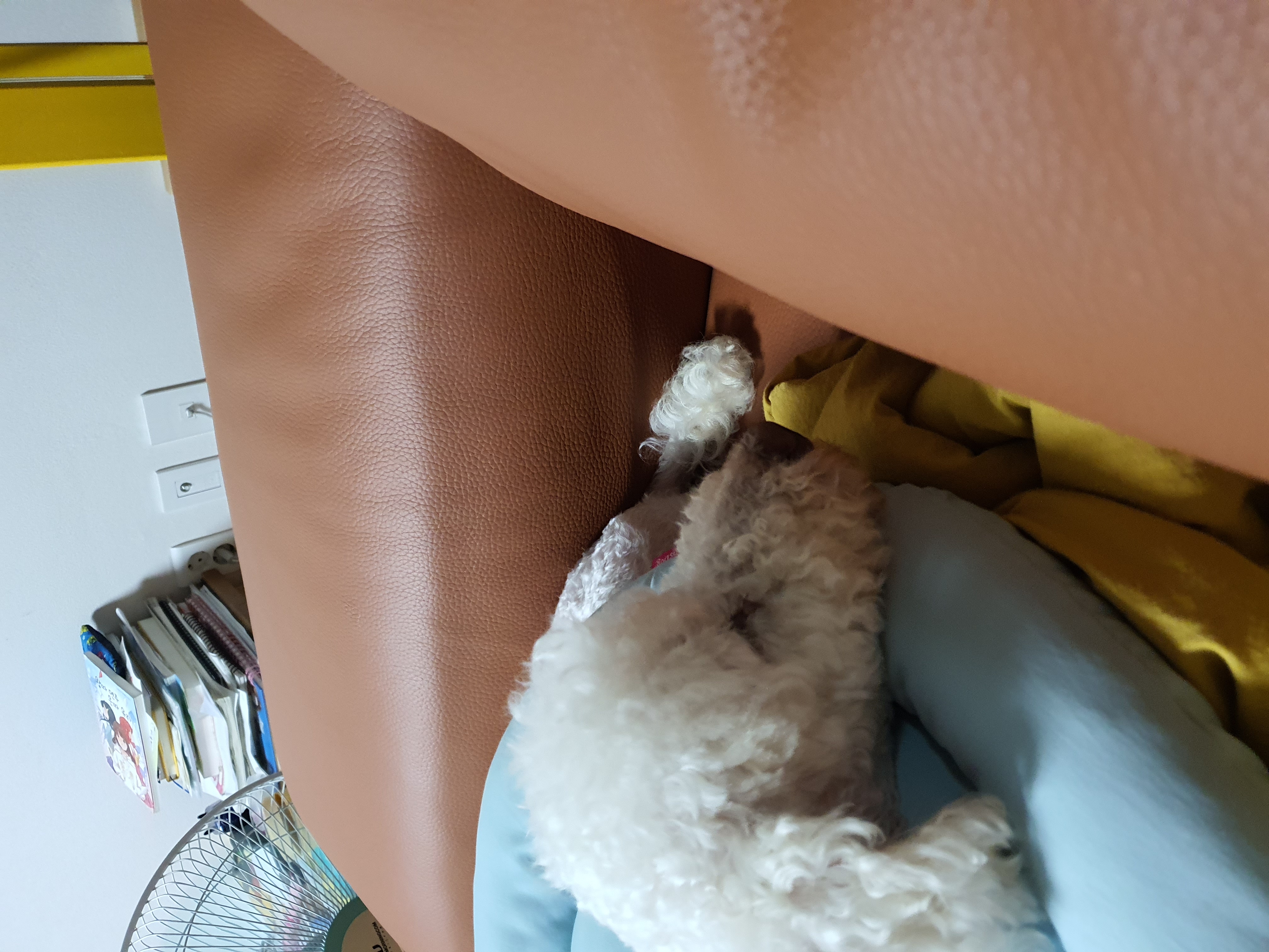 고다 (레일이) 입양 한달 후기 !!