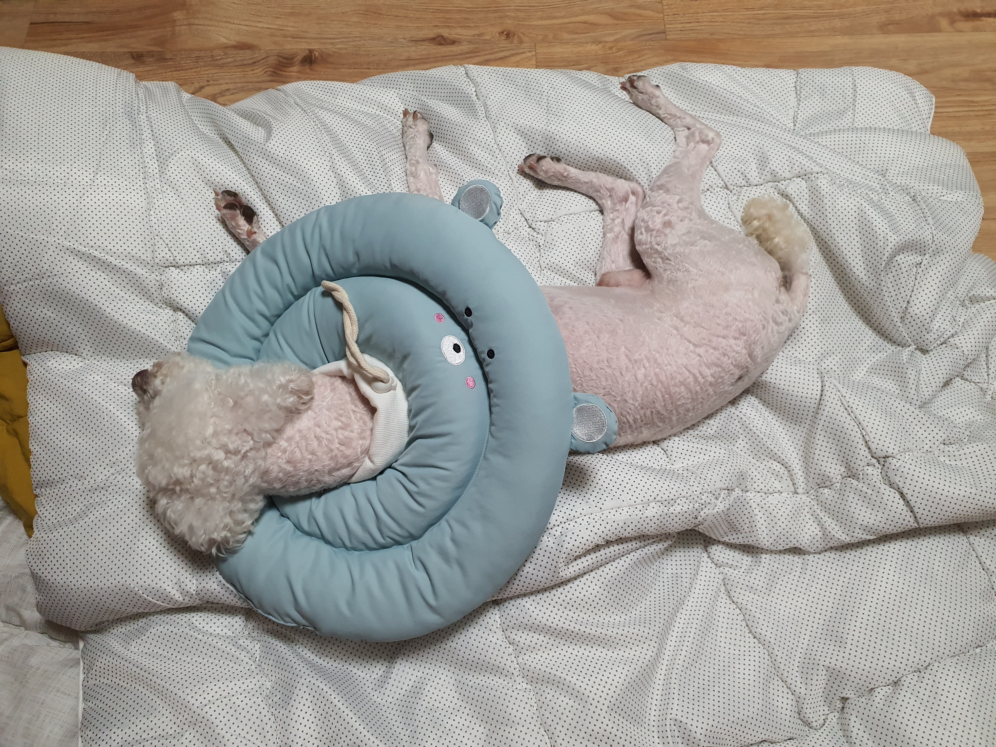 고다 (레일이) 입양 한달 후기 !!