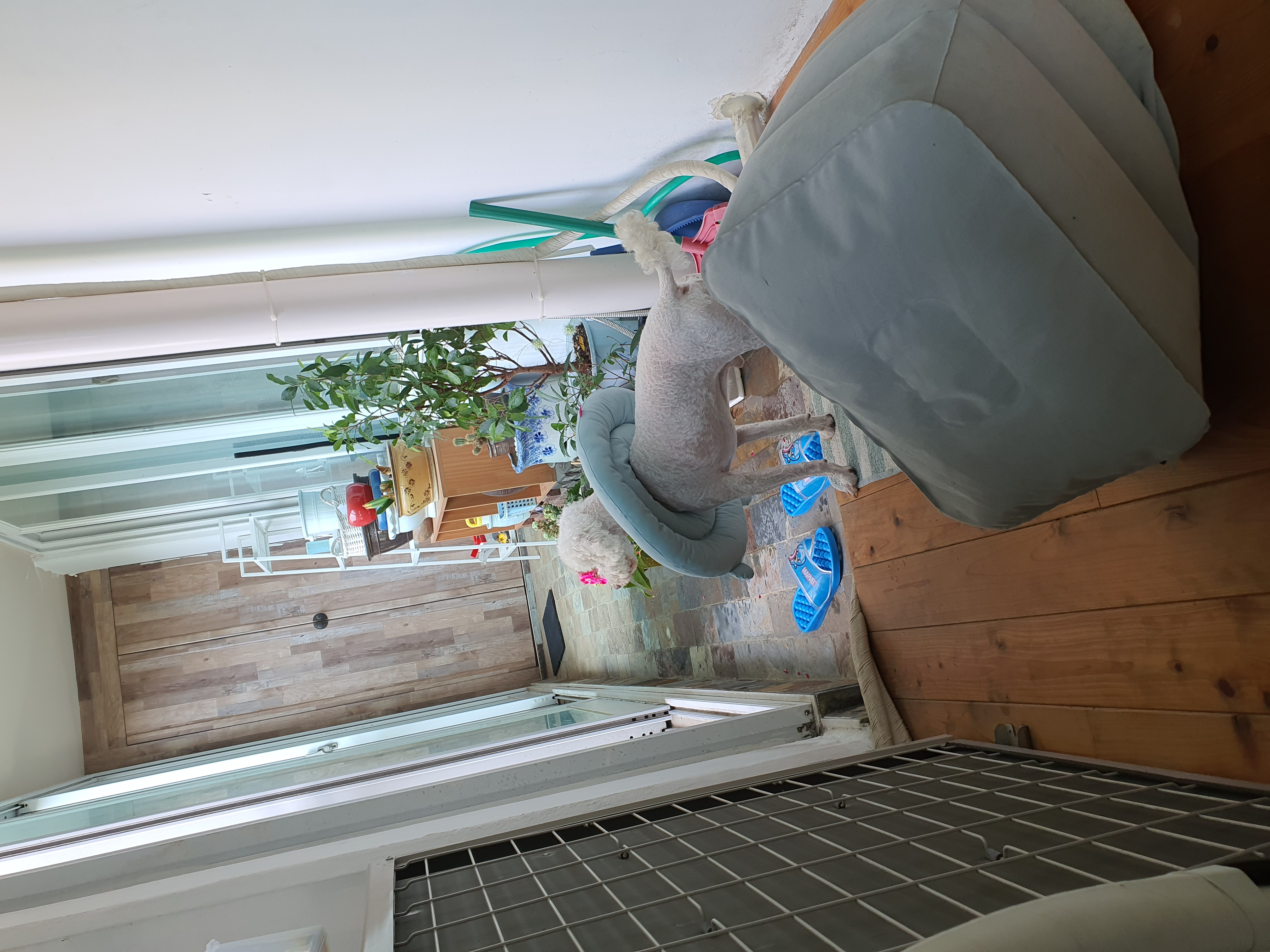 고다 (레일이) 입양 한달 후기 !!