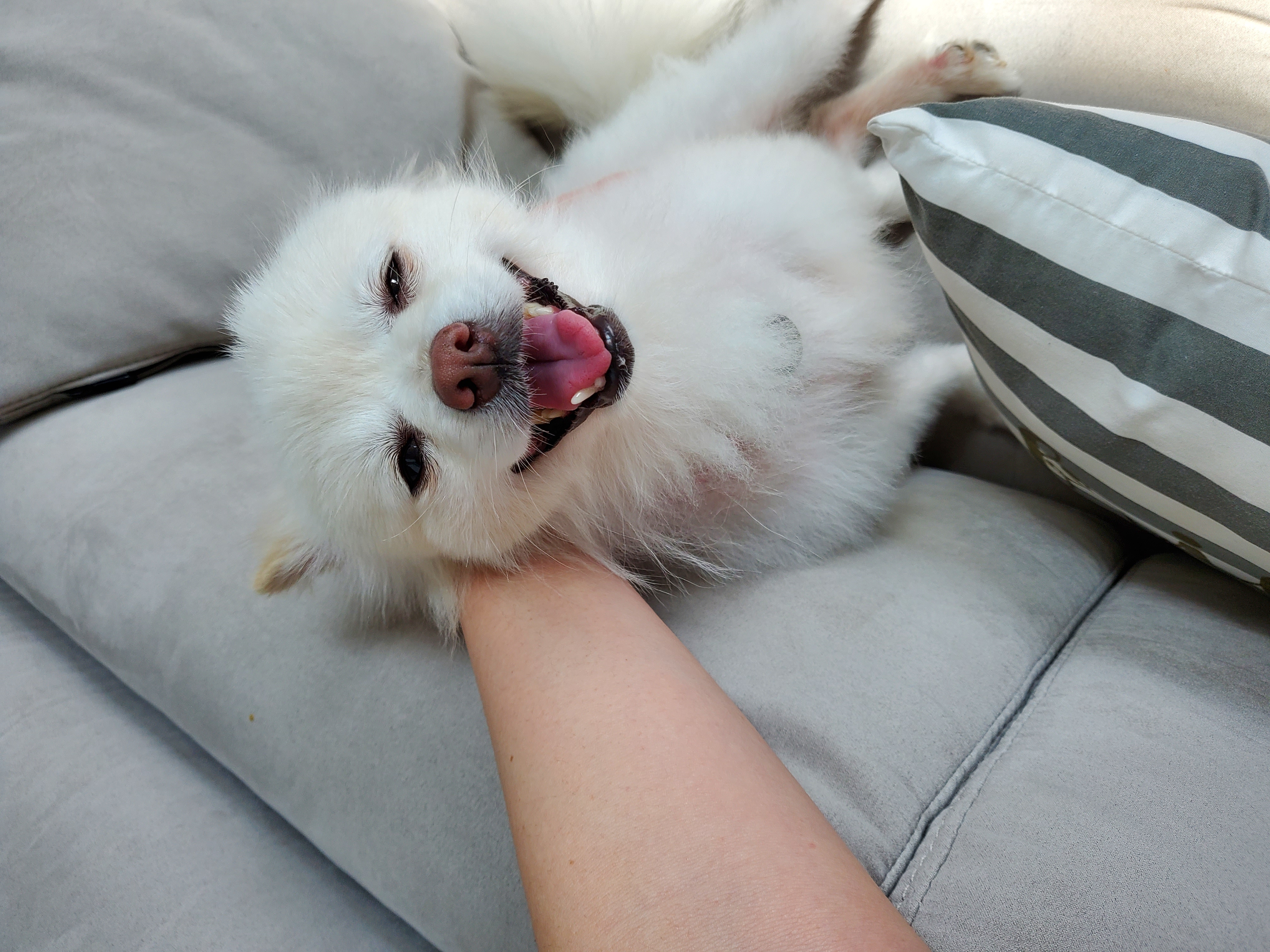 곤지암꿀밤이 입양 3달째 후기