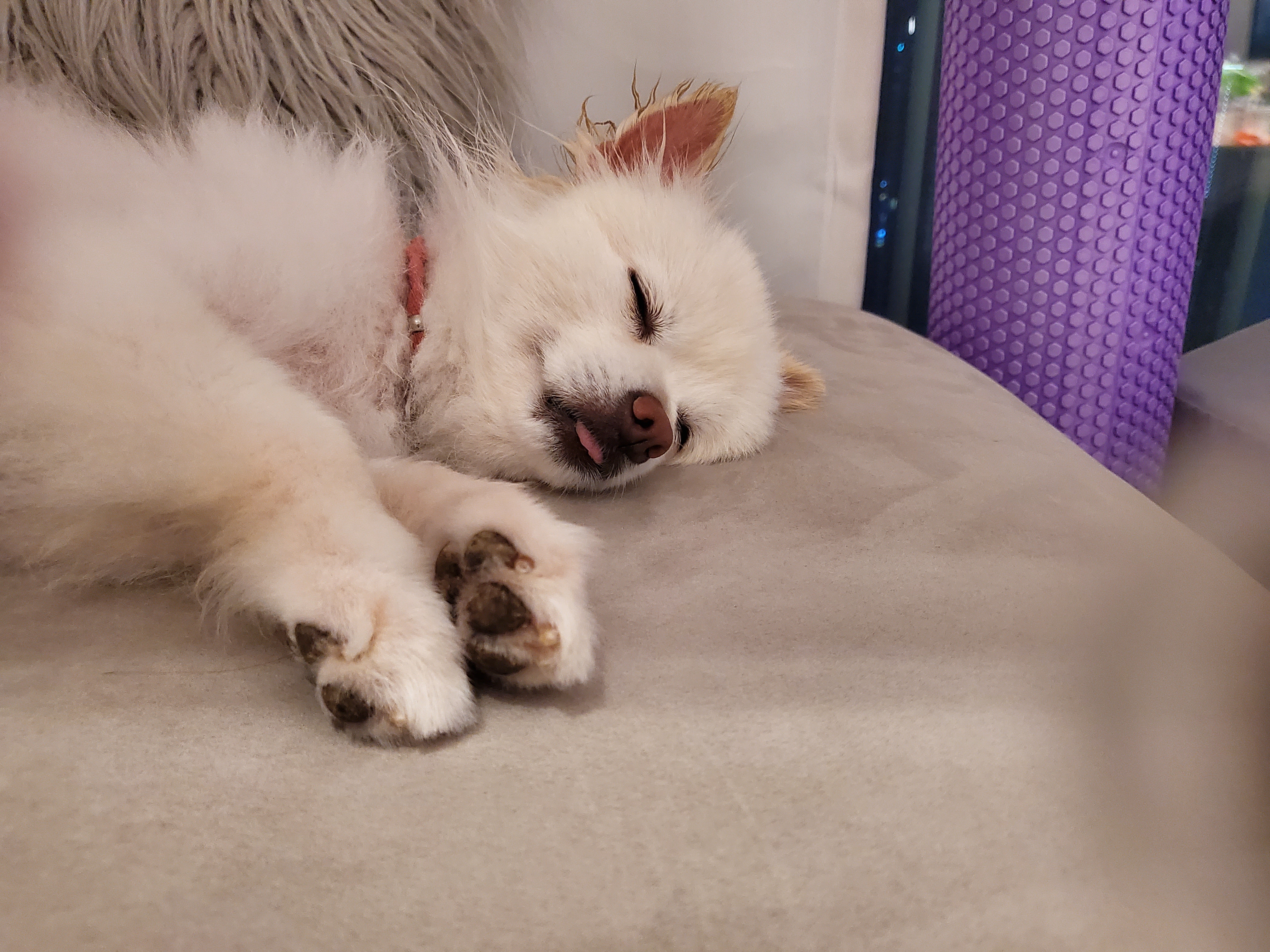 곤지암꿀밤이 입양 3달째 후기