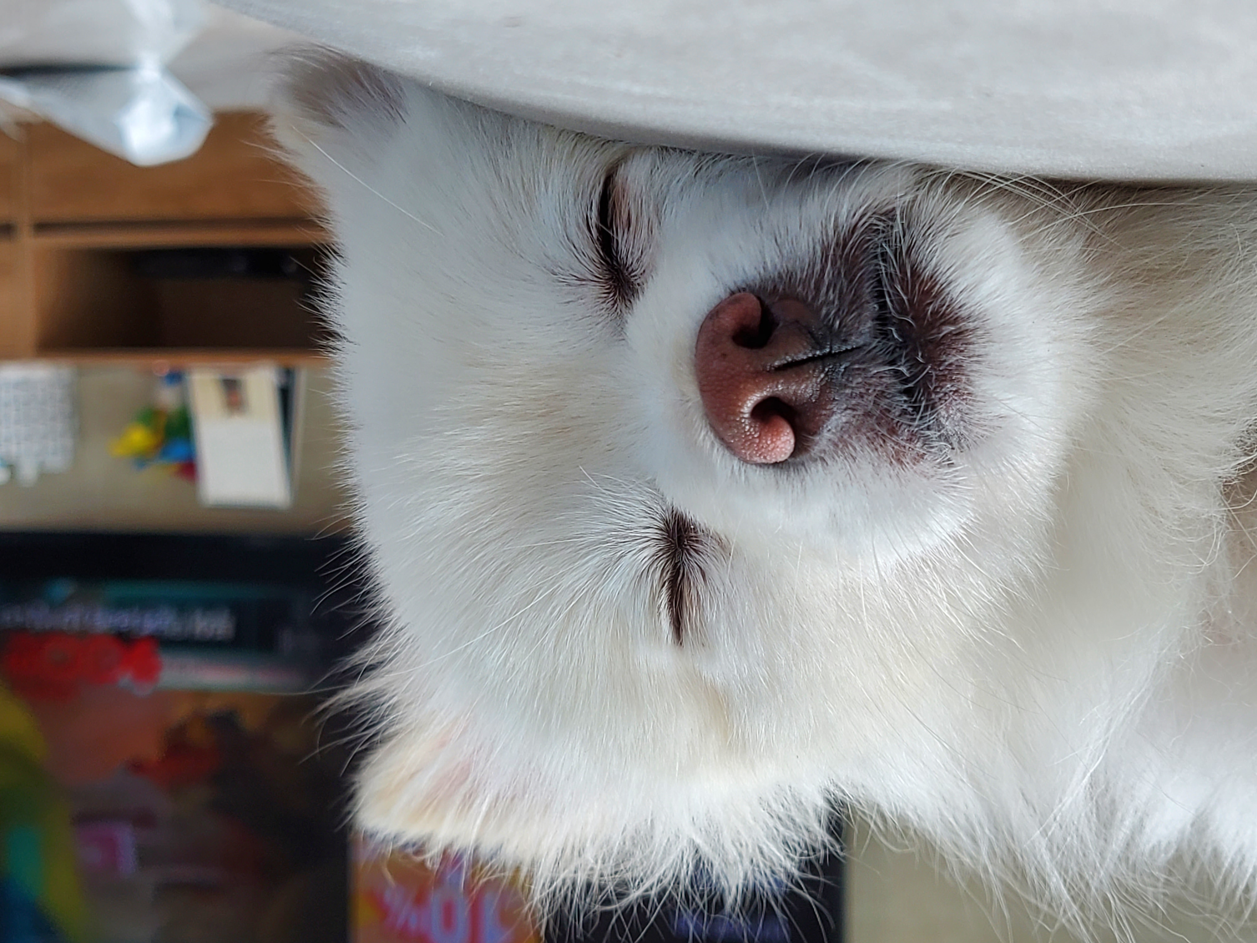 곤지암꿀밤이 입양 3달째 후기