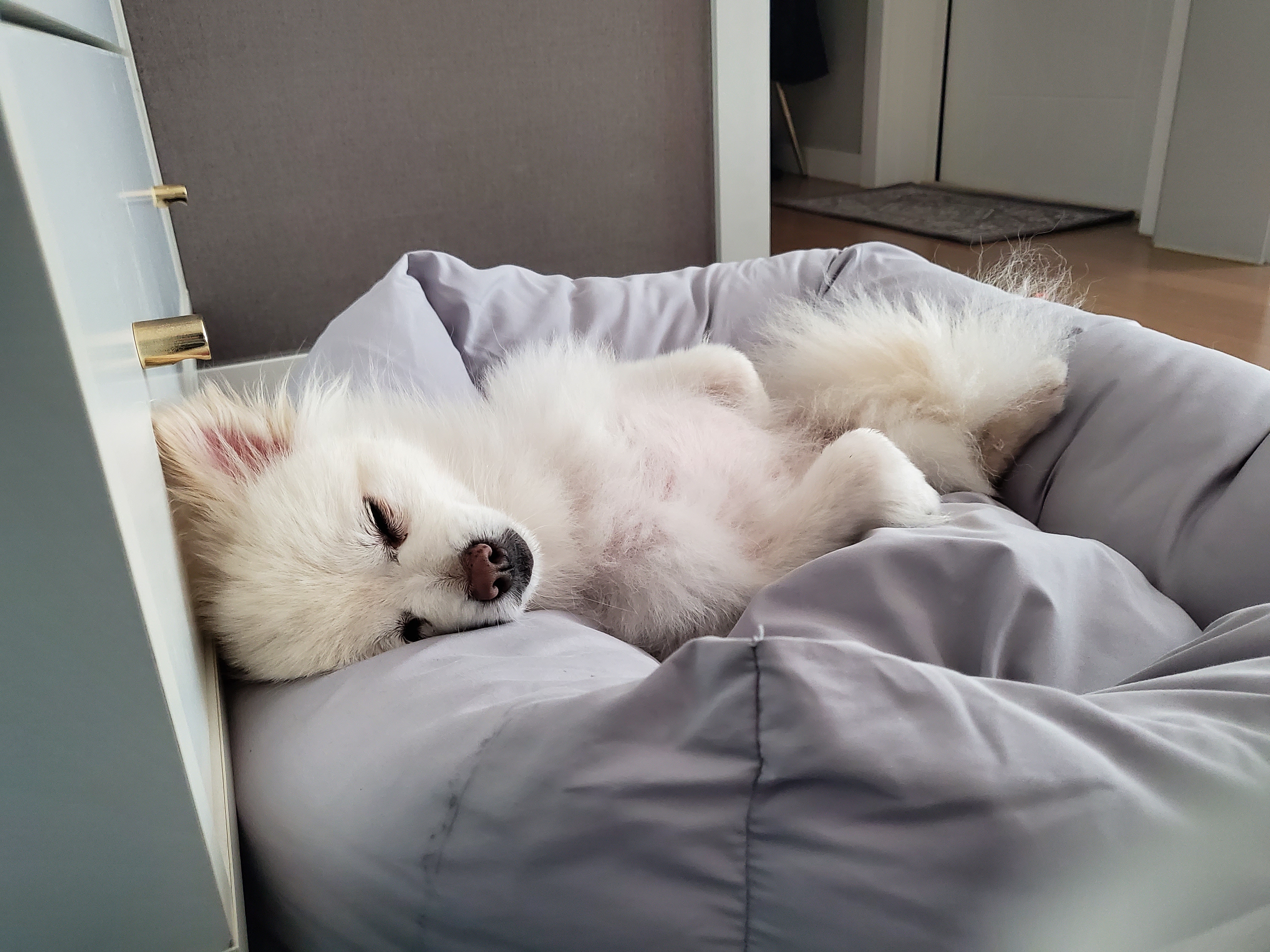 곤지암꿀밤이 입양 3달째 후기