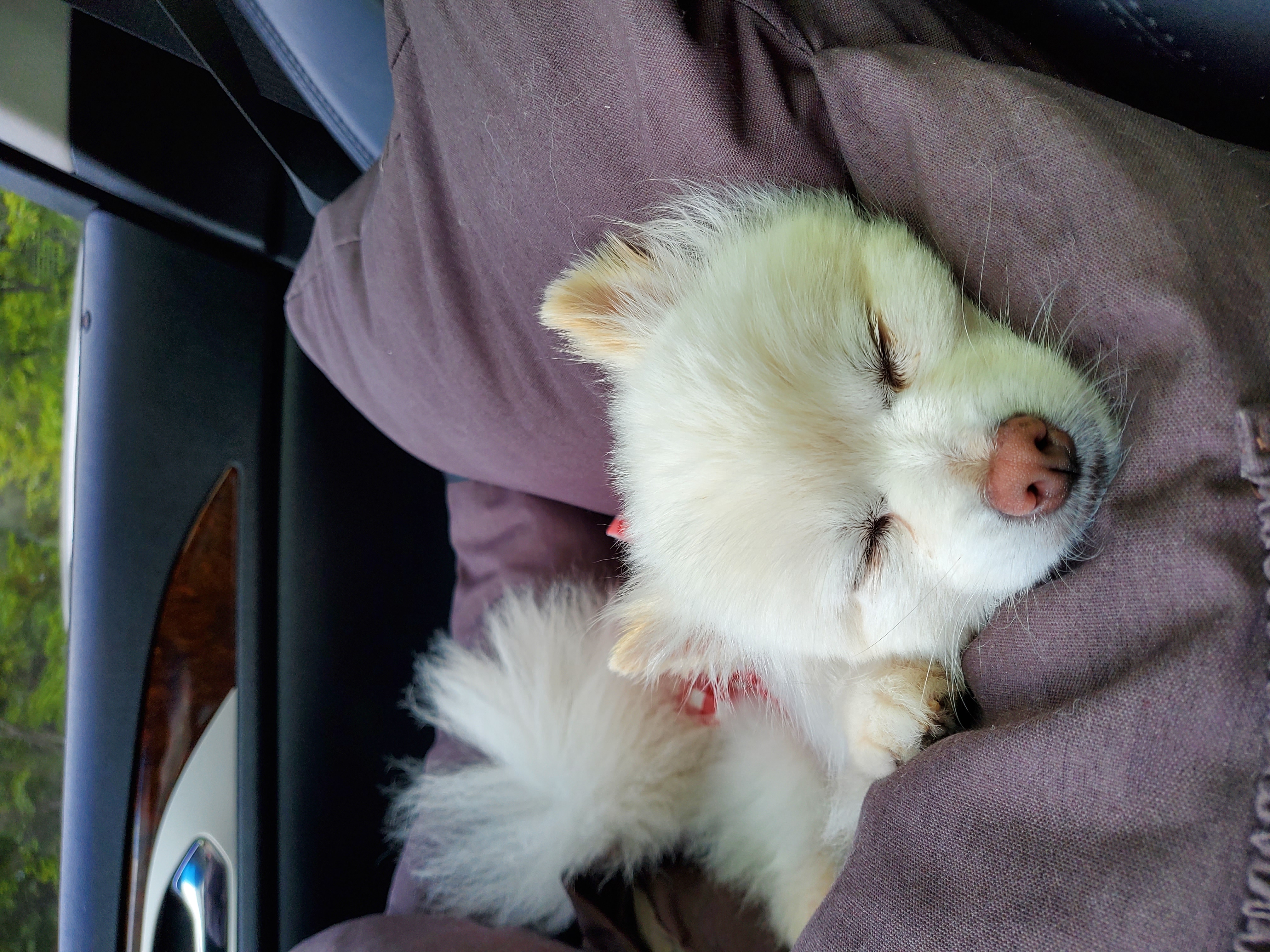 곤지암꿀밤이 입양 3달째 후기