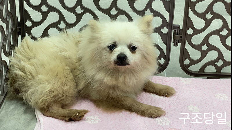 첫눈에 반한 그림이(곤지암-14)를 입양하기까지