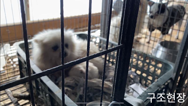 첫눈에 반한 그림이(곤지암-14)를 입양하기까지