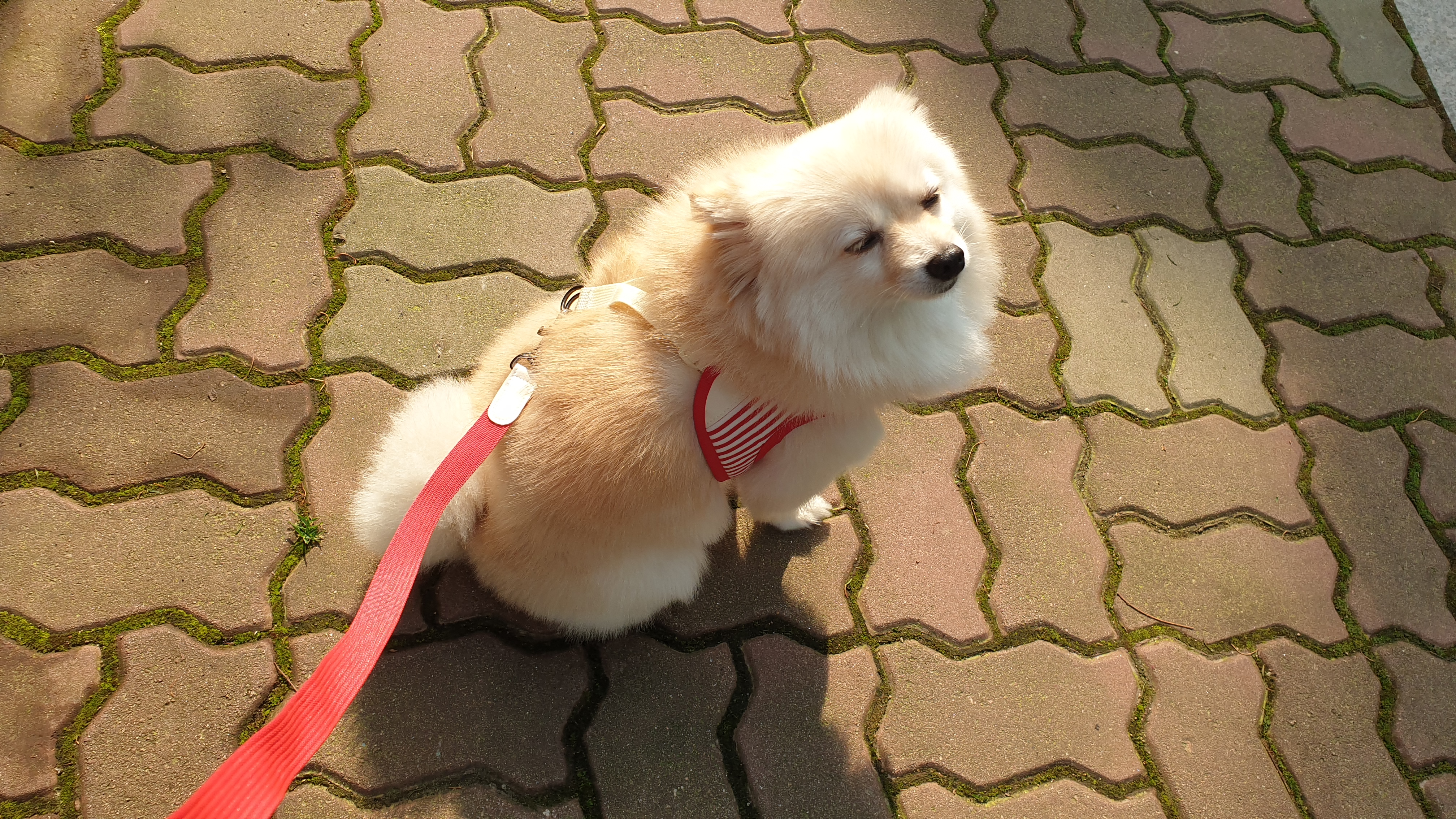 곤지암 단밤이 입양 후 3개월 이야기