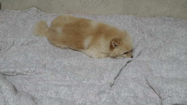 곤지암 단밤이 입양 후 3개월 이야기