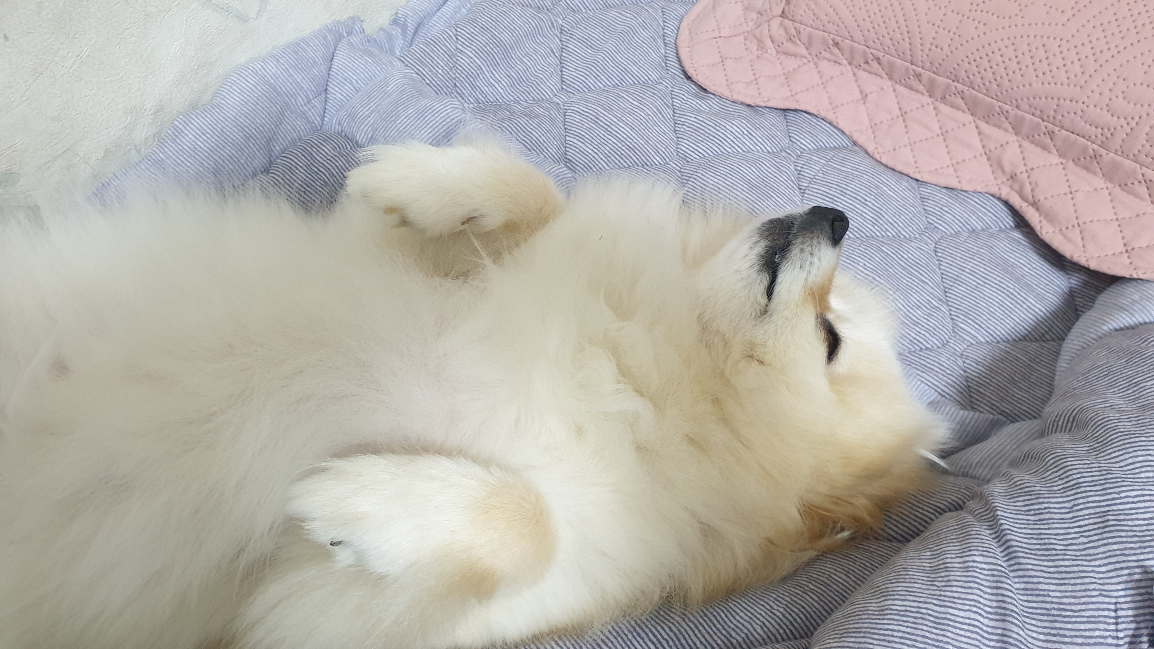 곤지암 단밤이 입양 후 3개월 이야기