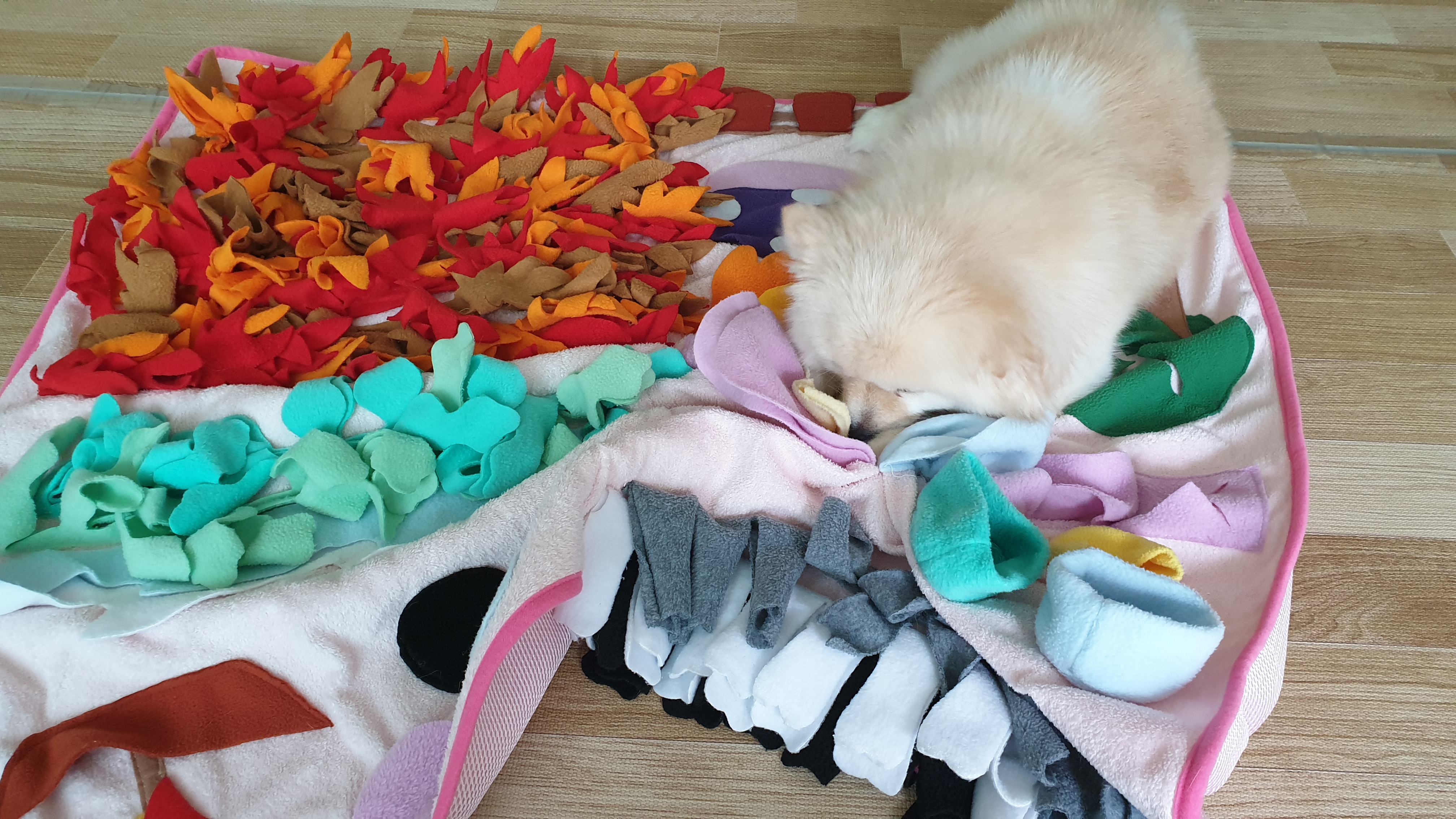 곤지암 단밤이 입양 후 3개월 이야기