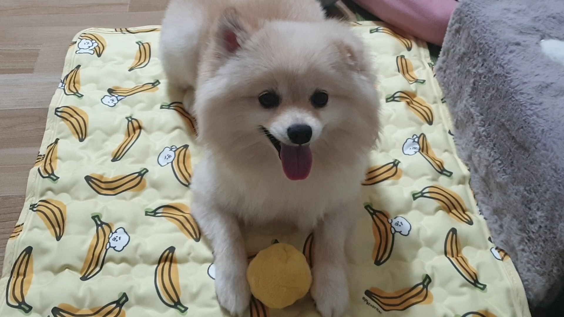 곤지암 단밤이 입양 후 3개월 이야기