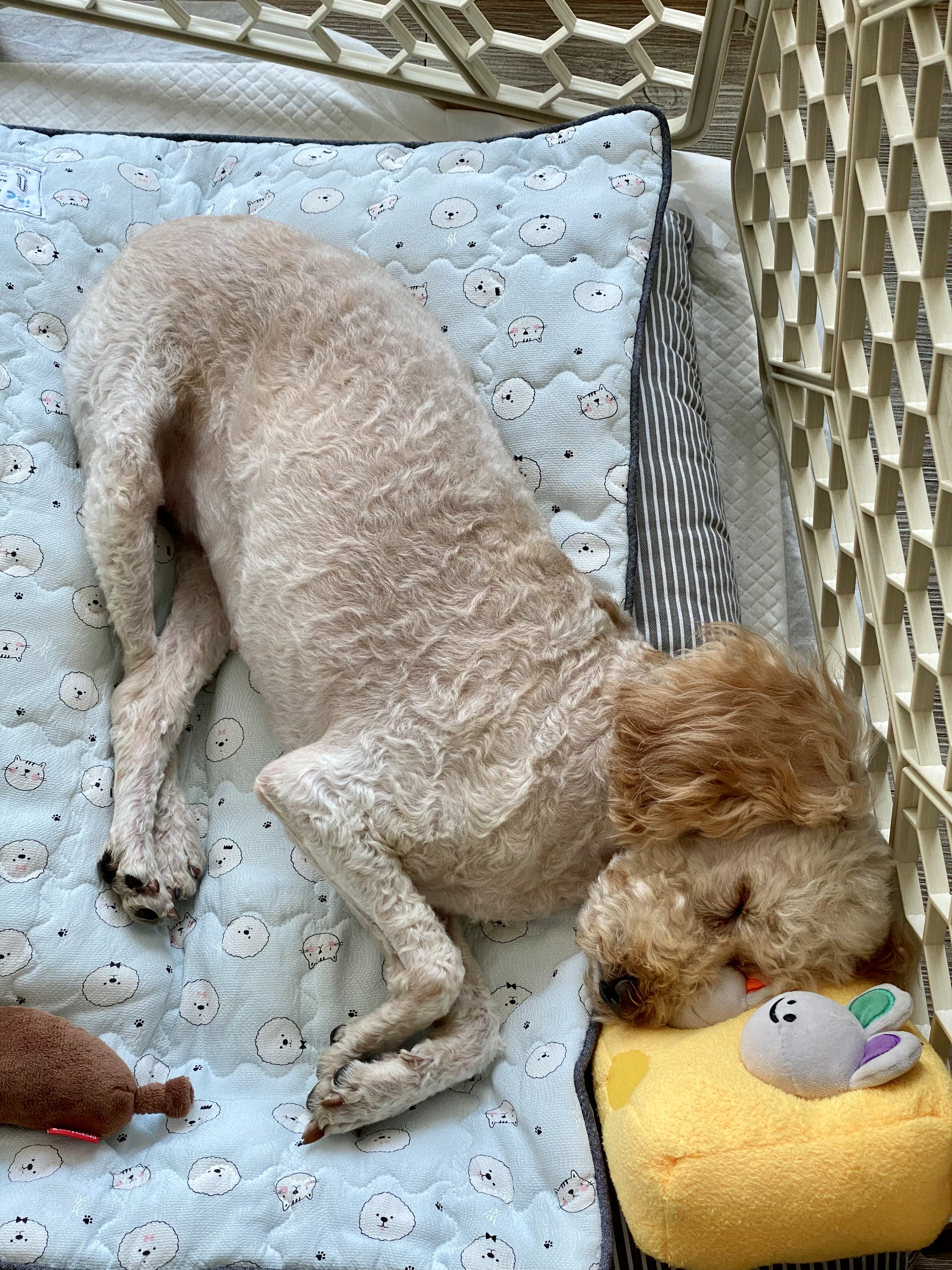 쿠크 입양후기 (3개월차)