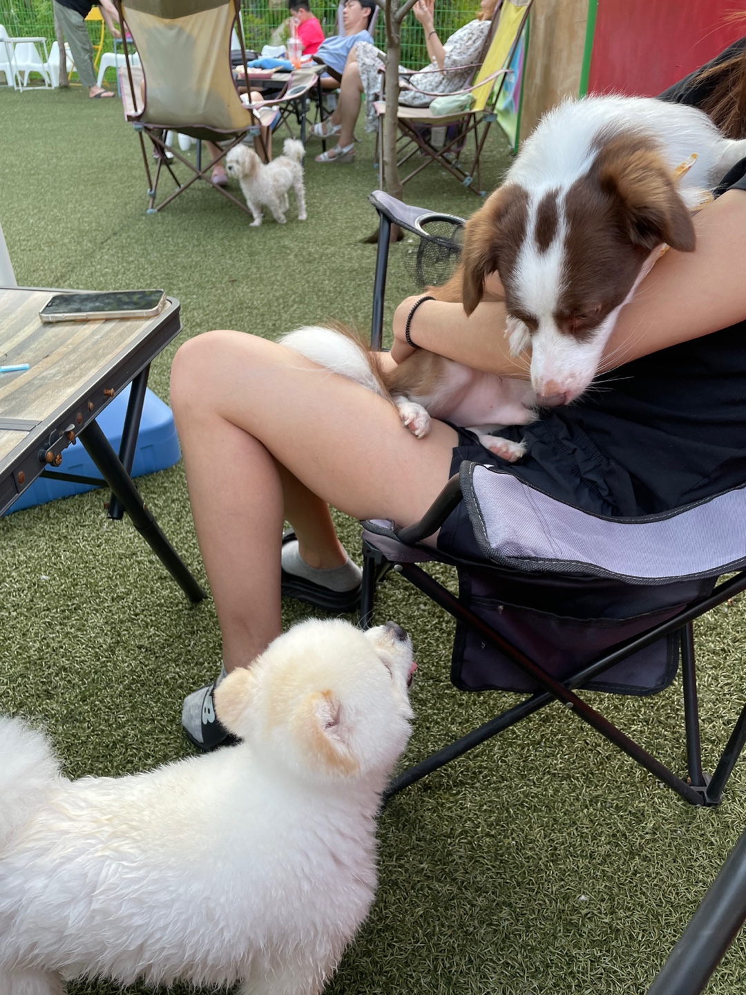 하겐이 소식 전해용