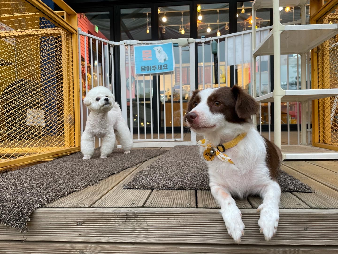 하겐이 소식 전해용