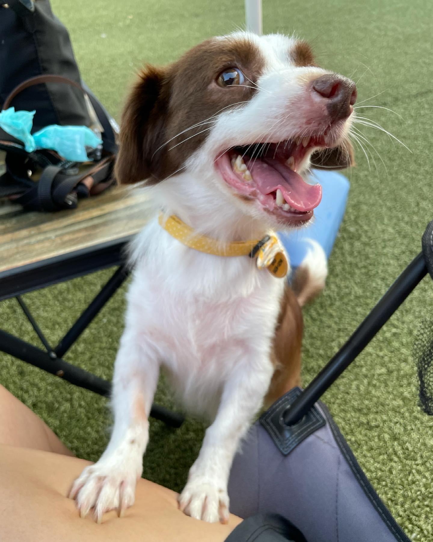 하겐이 소식 전해용