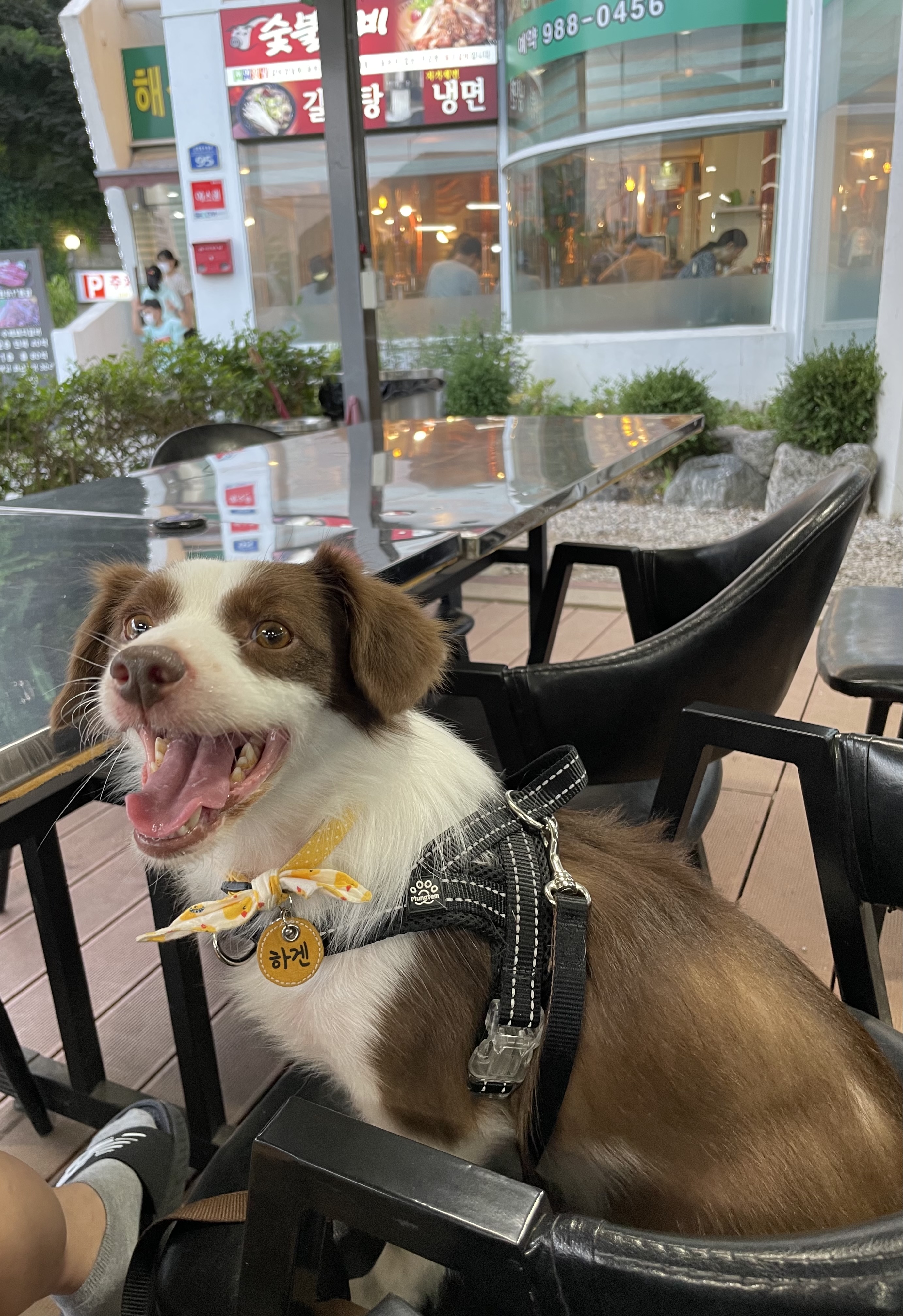 하겐이 소식 전해용