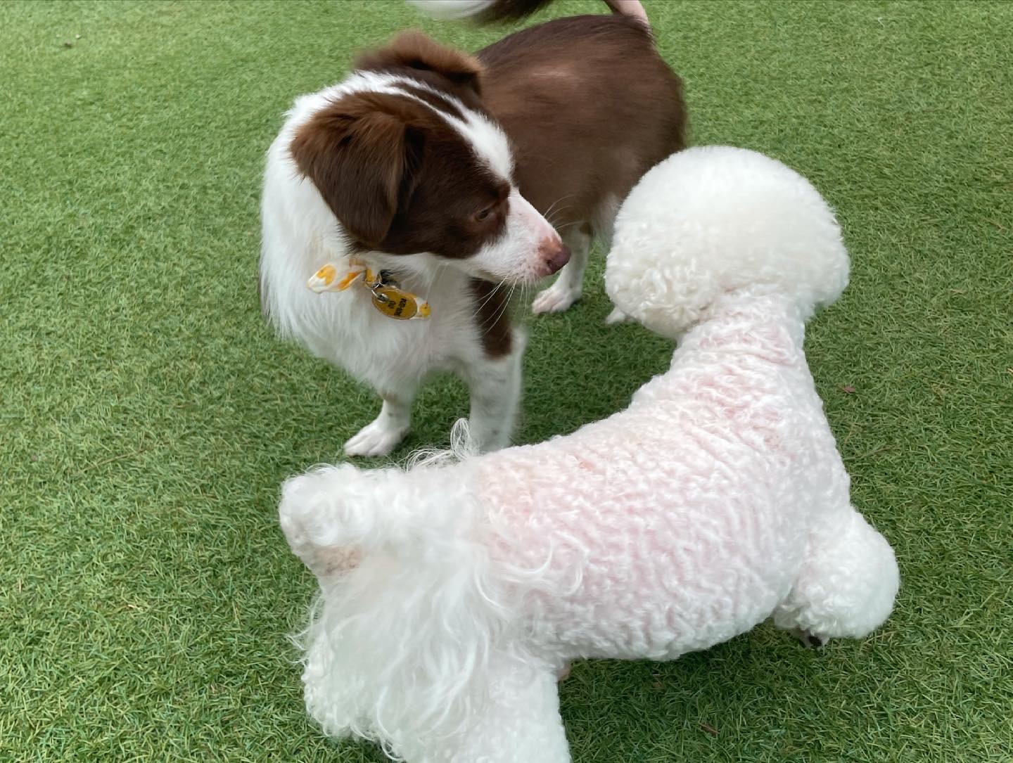 하겐이 소식 전해용