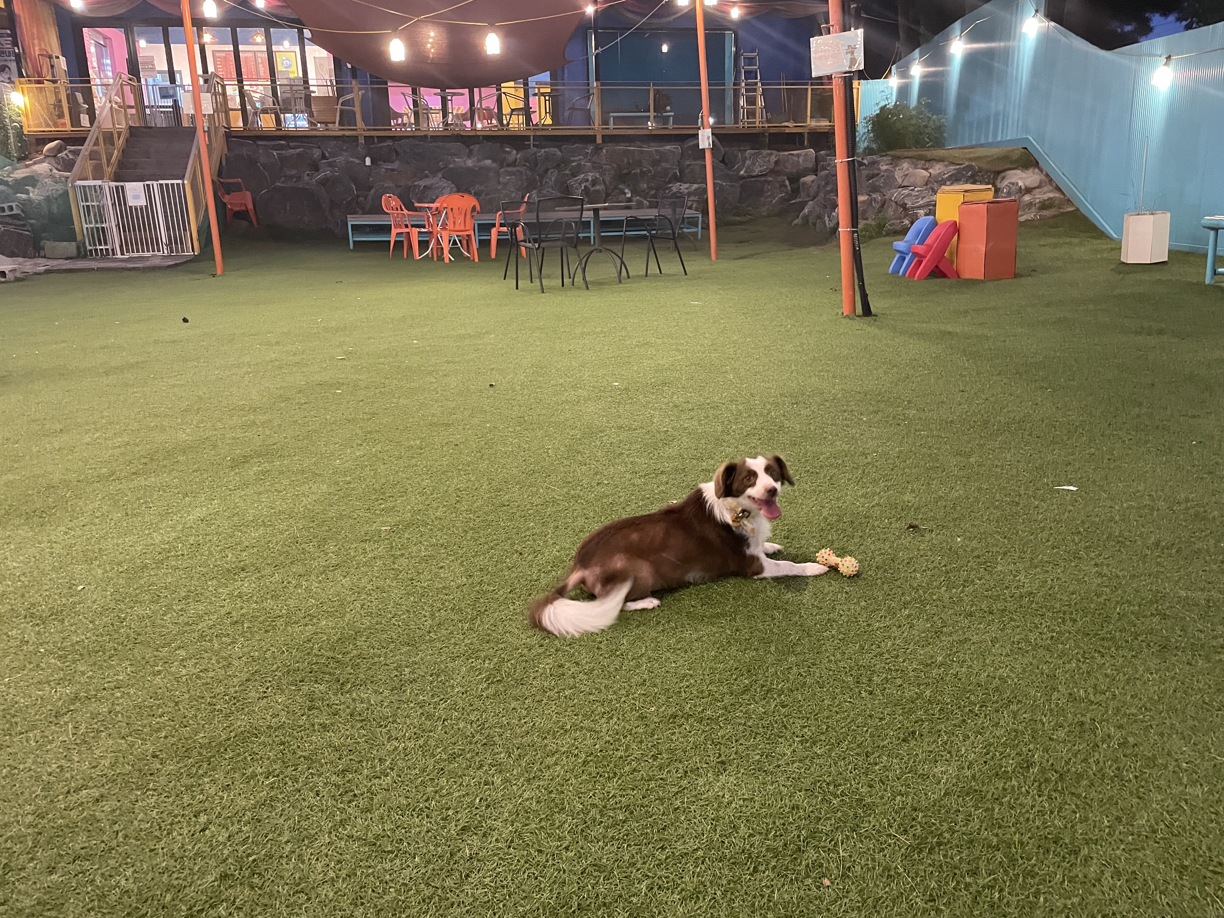 하겐이 소식 전해용