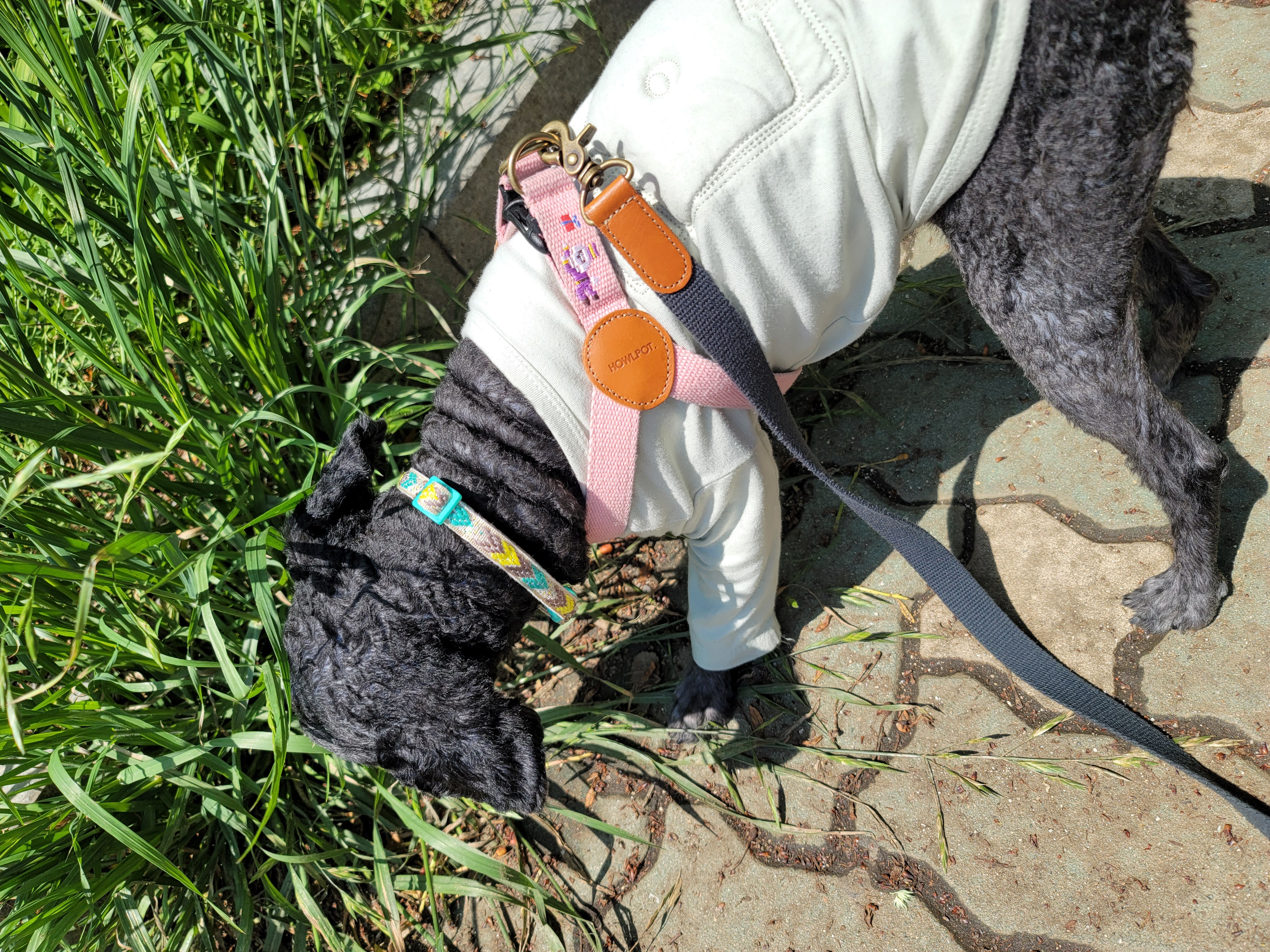 릴리(곤지암-12) 입양 3달차 후기