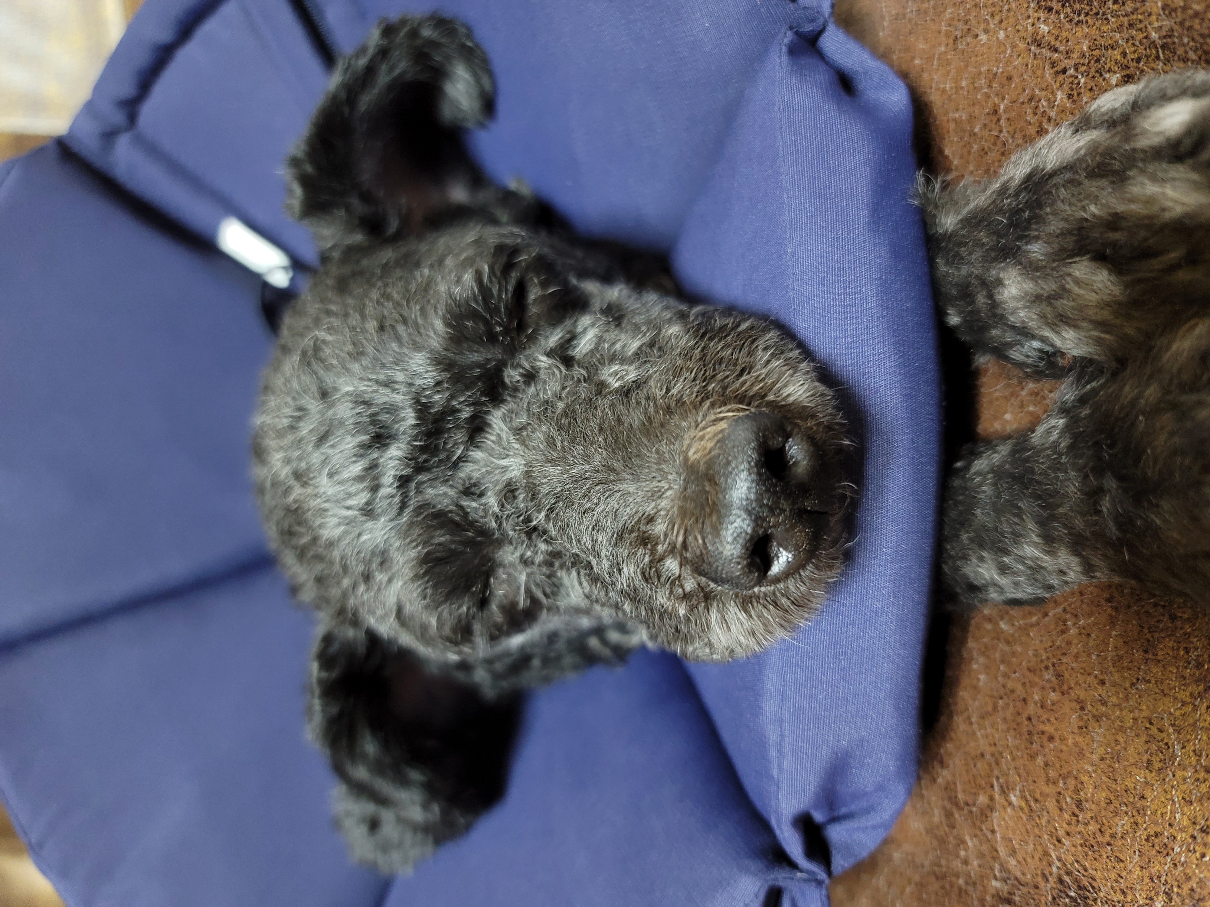 릴리(곤지암-12) 입양 3달차 후기