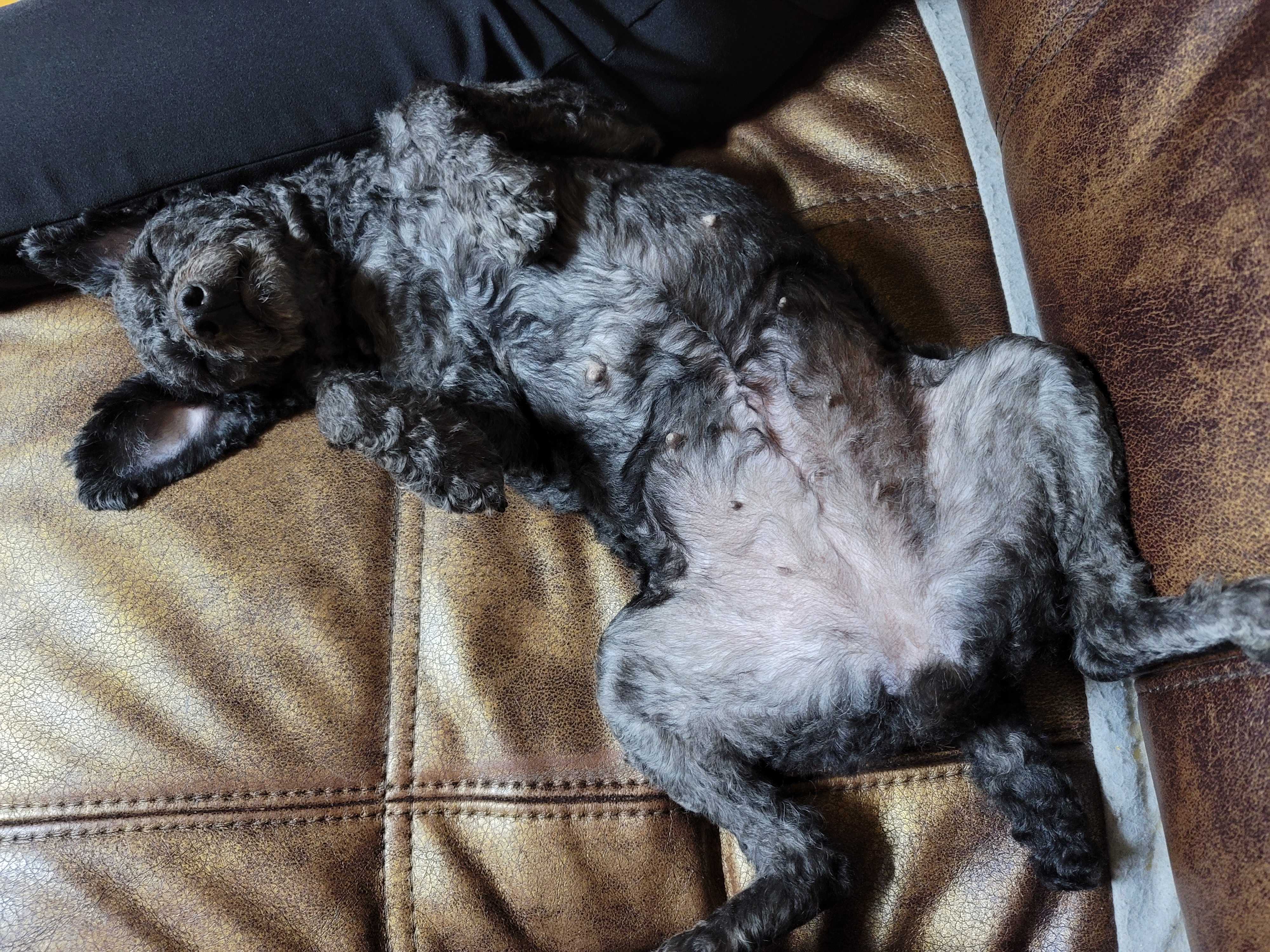 릴리(곤지암-12) 입양 3달차 후기