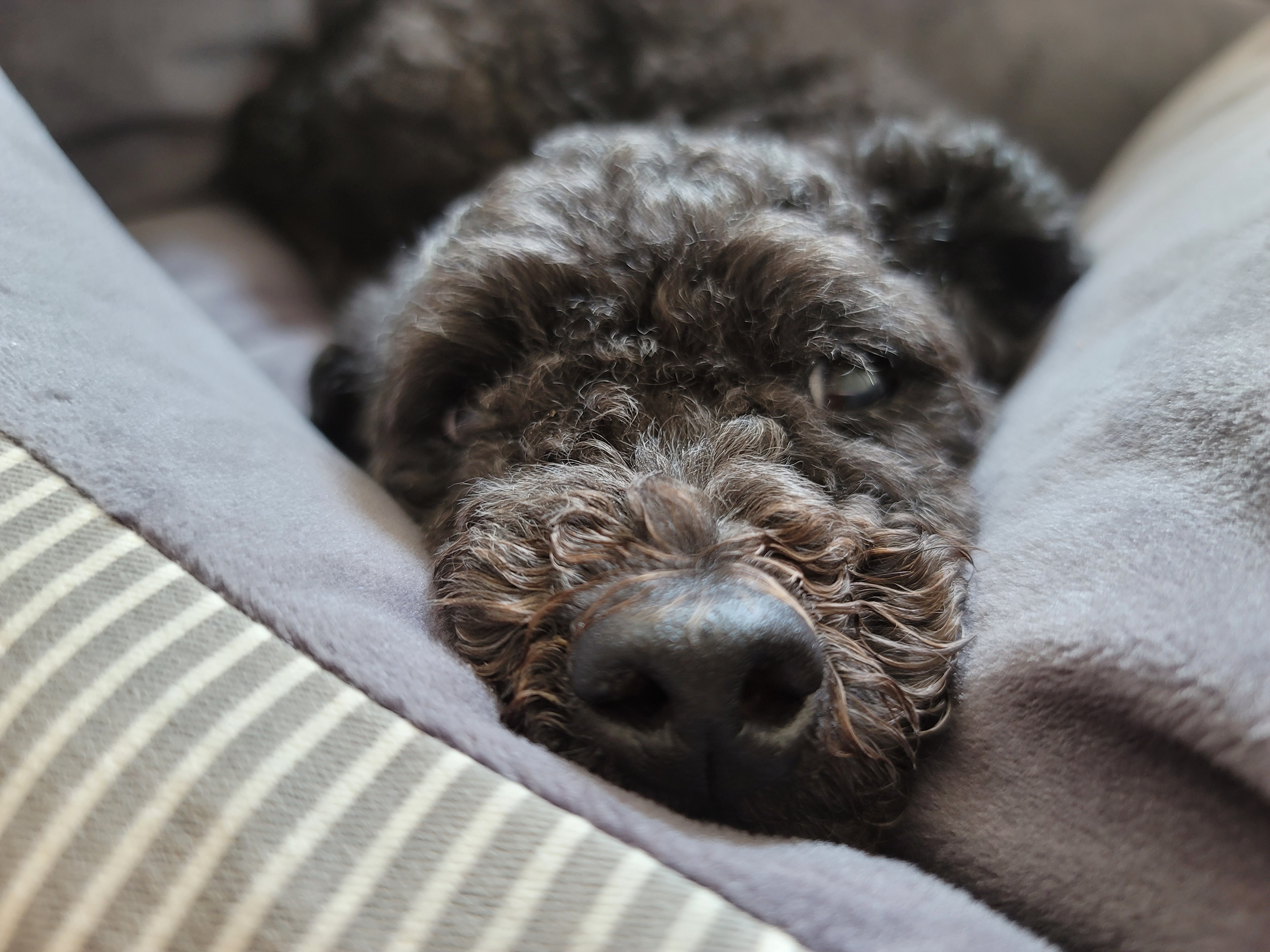 릴리(곤지암-12) 입양 3달차 후기