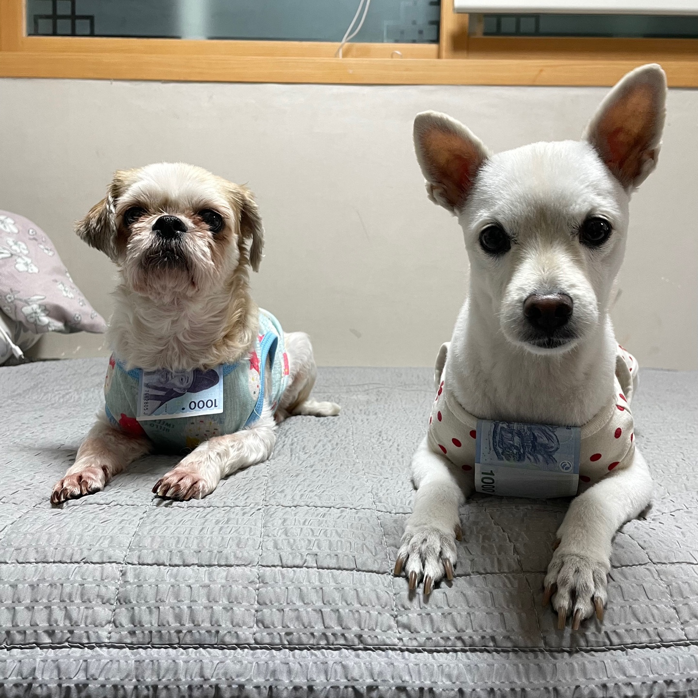 오랜만에 조아입니당~