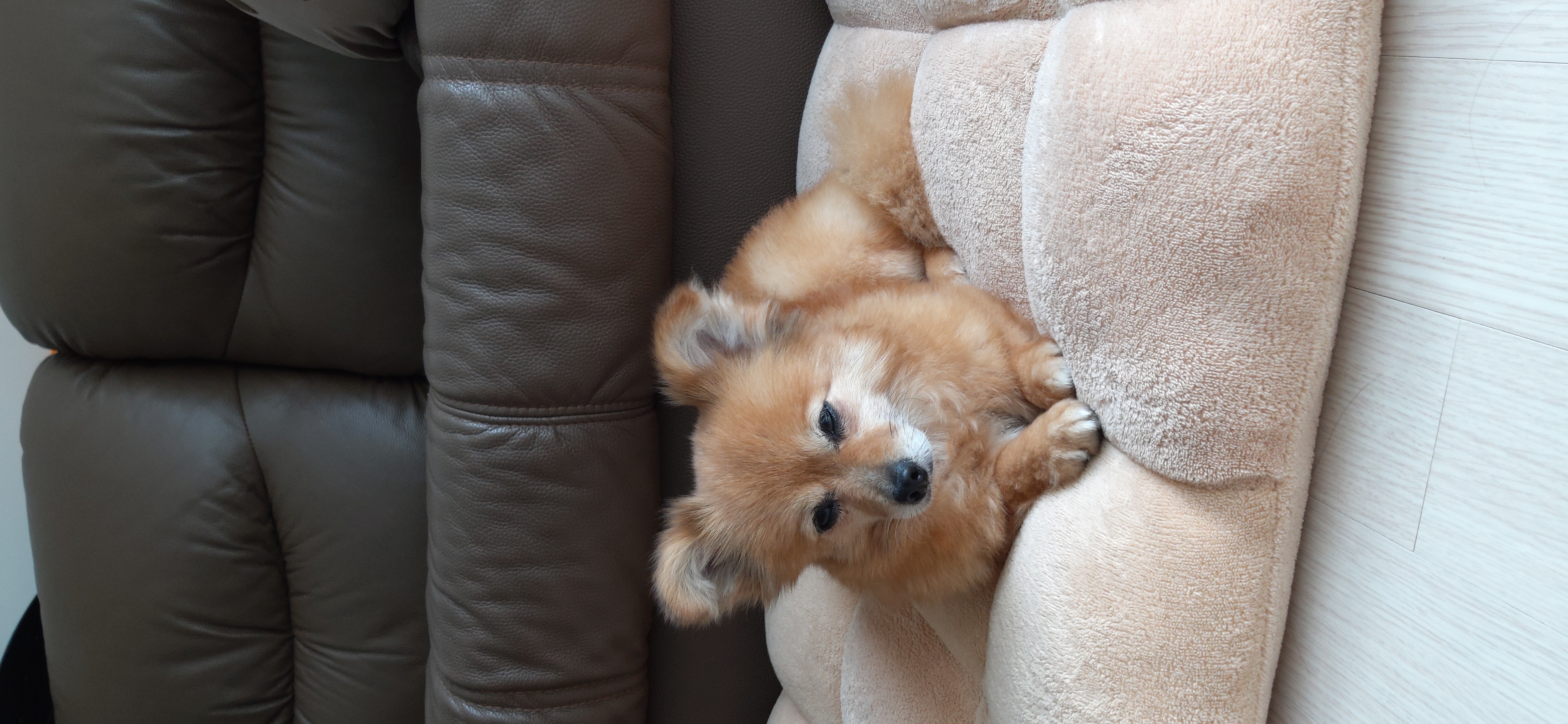 티거(곤지암2-워터)와 가족 된지 일주일. 첫 후기.