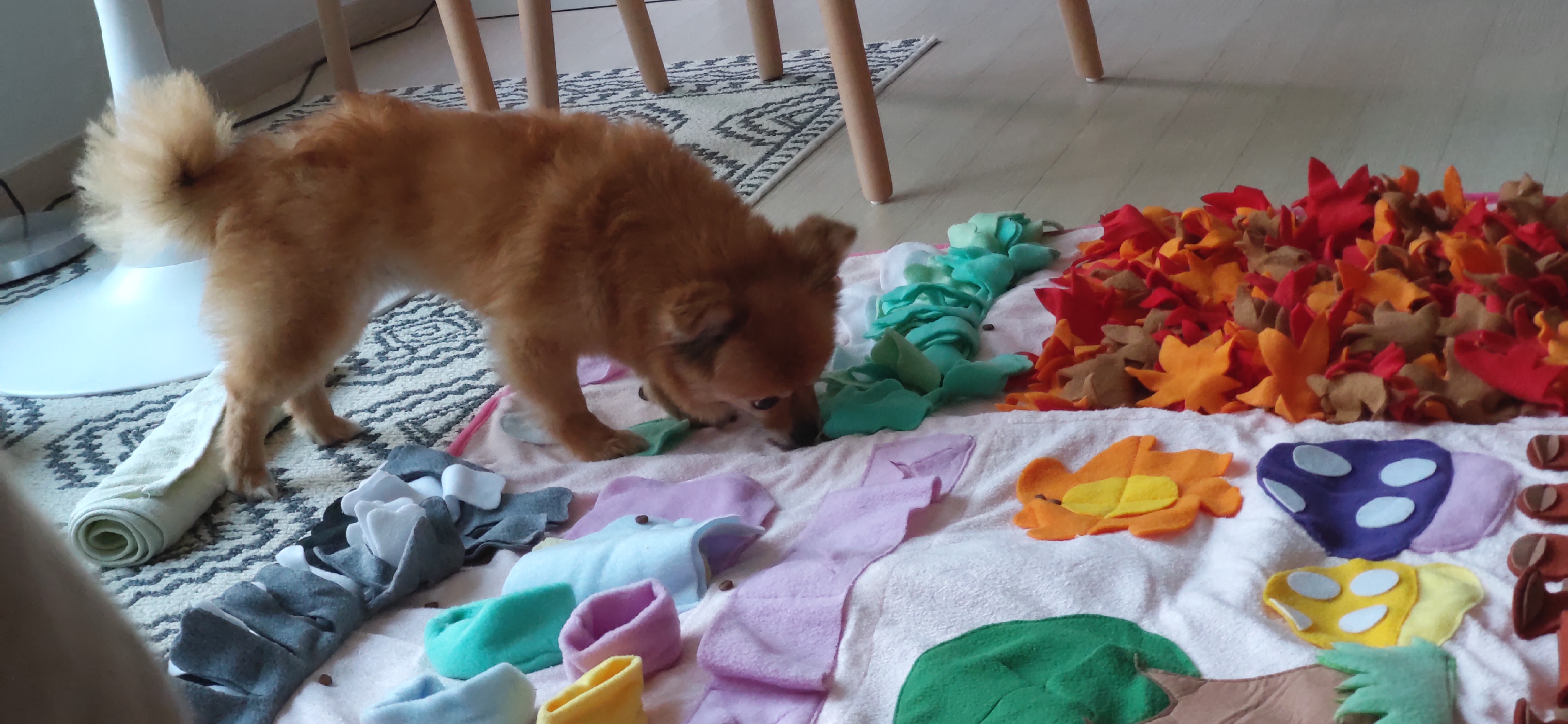 티거(곤지암2-워터)와 가족 된지 일주일. 첫 후기.