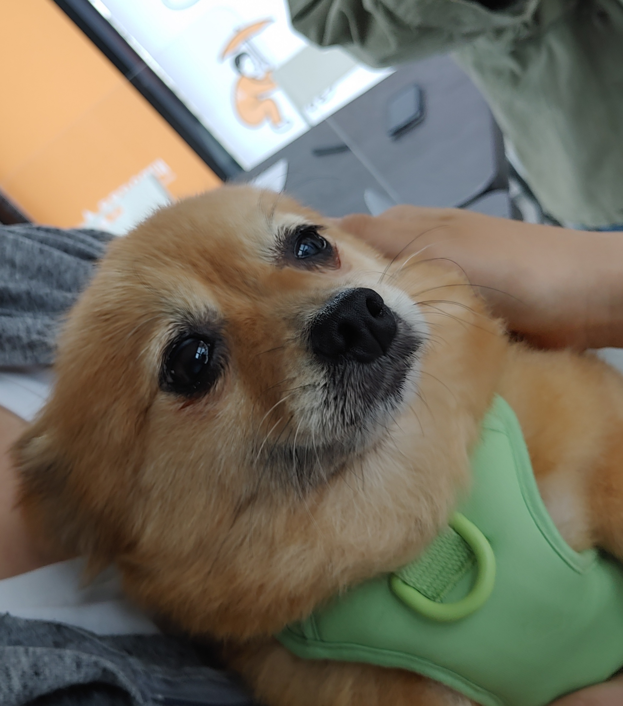 티거(곤지암2-워터)와 가족 된지 일주일. 첫 후기.