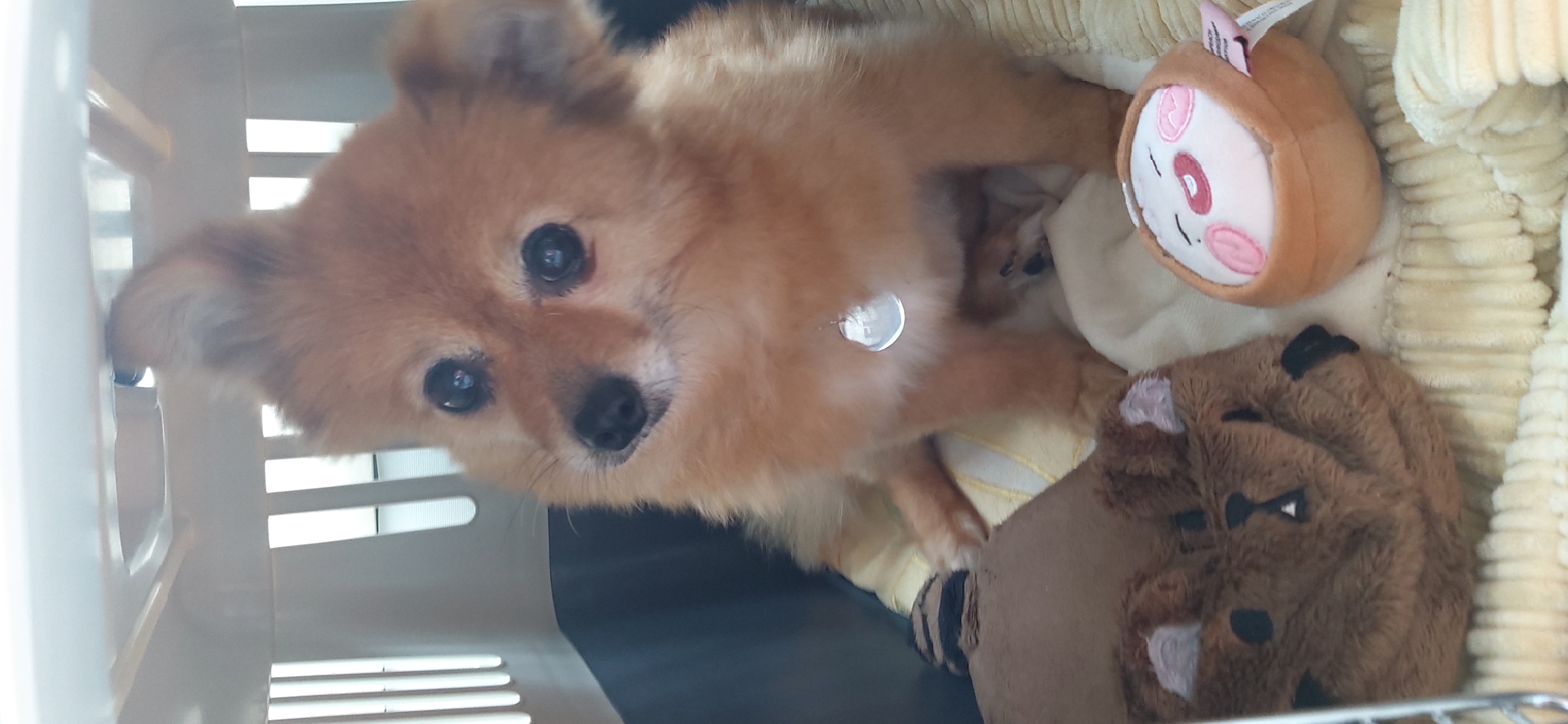 티거(곤지암2-워터)와 가족 된지 일주일. 첫 후기.