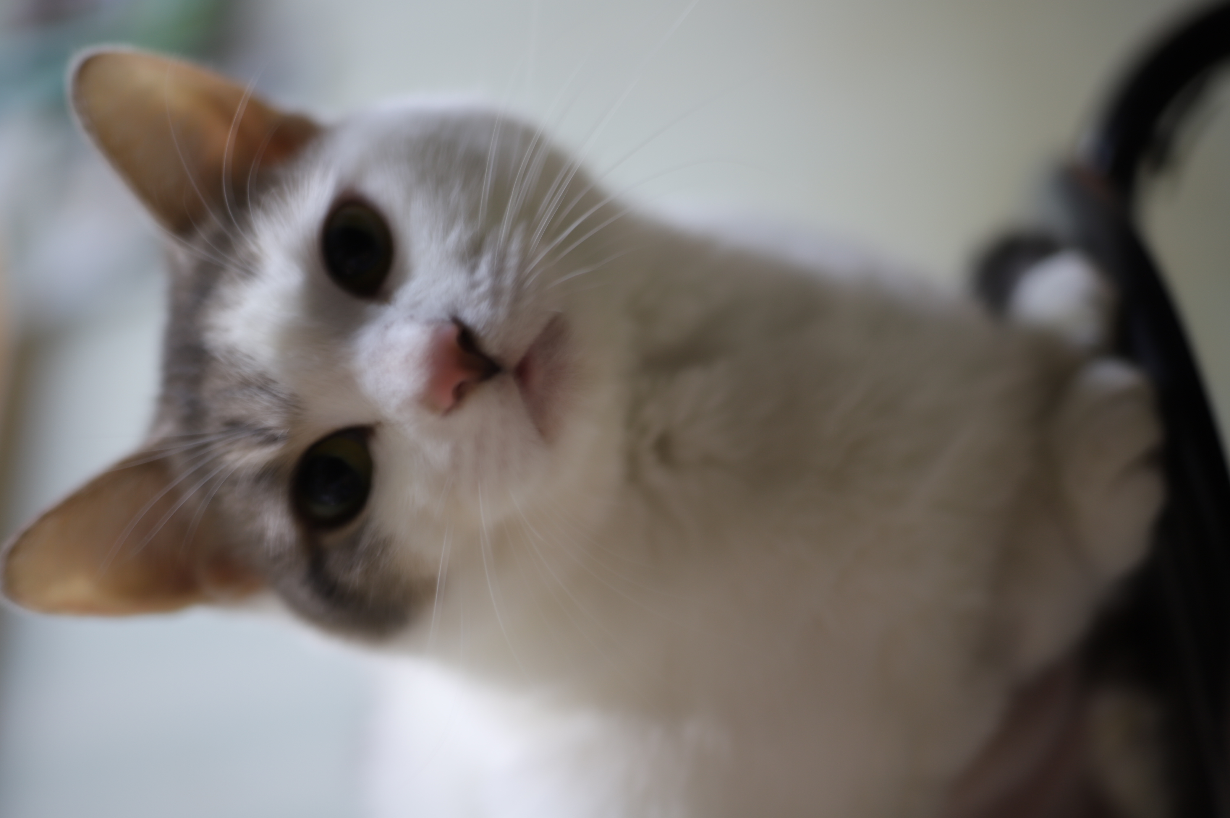 2019년 4월 이후 입양 2년 차 맞은 방울이 소식 (일산 구조)