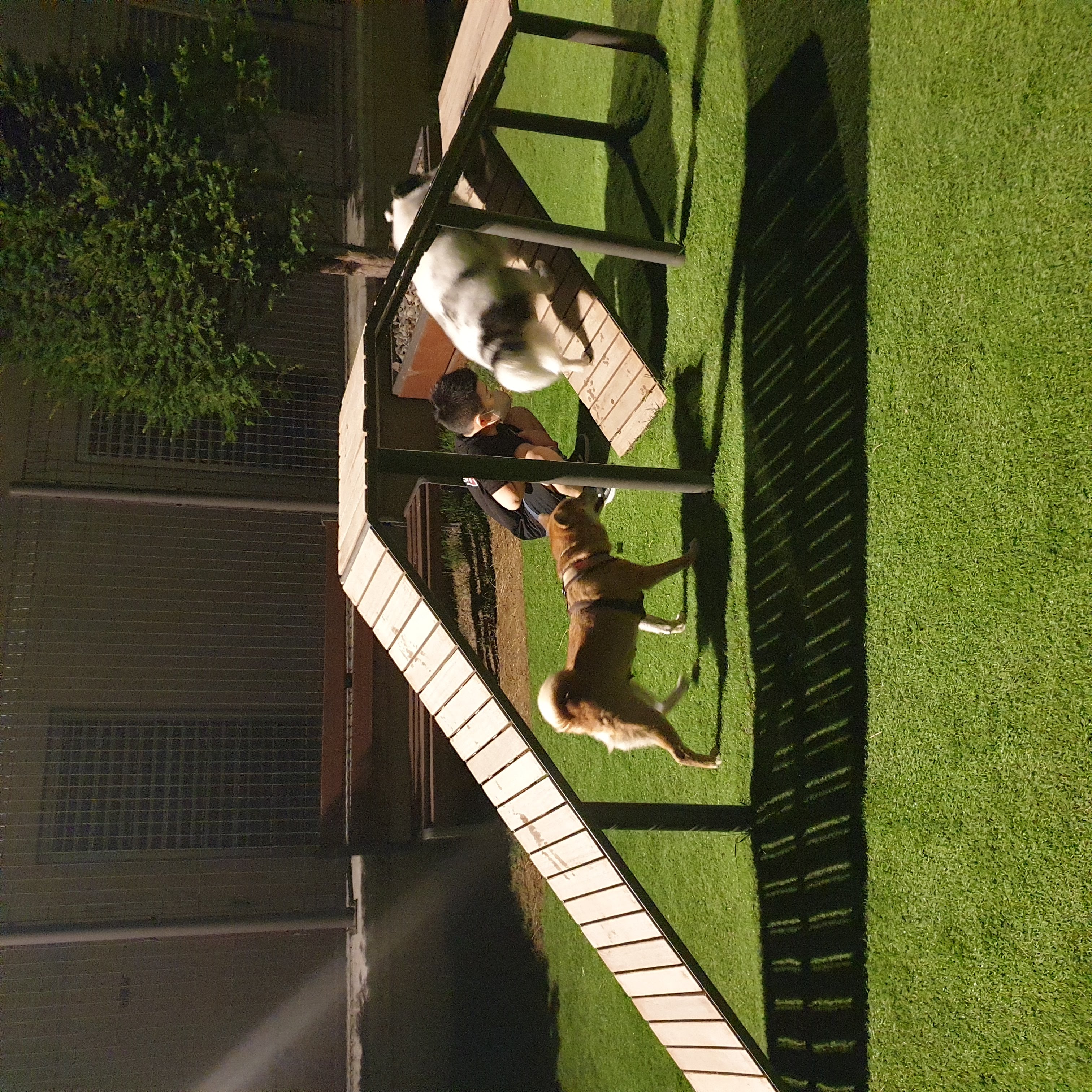 보리가 벌써 한달이 되었네요.