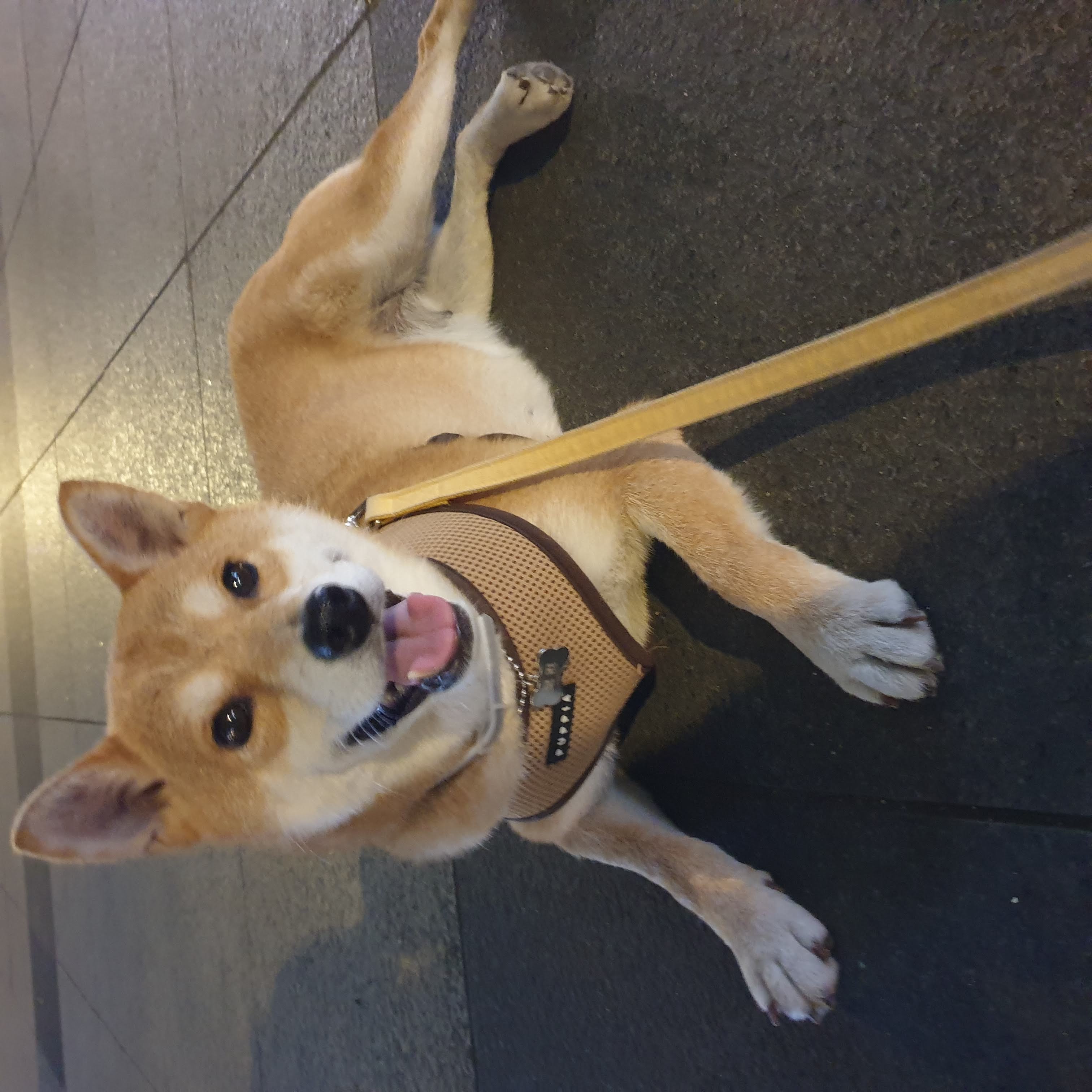 보리가 벌써 한달이 되었네요.