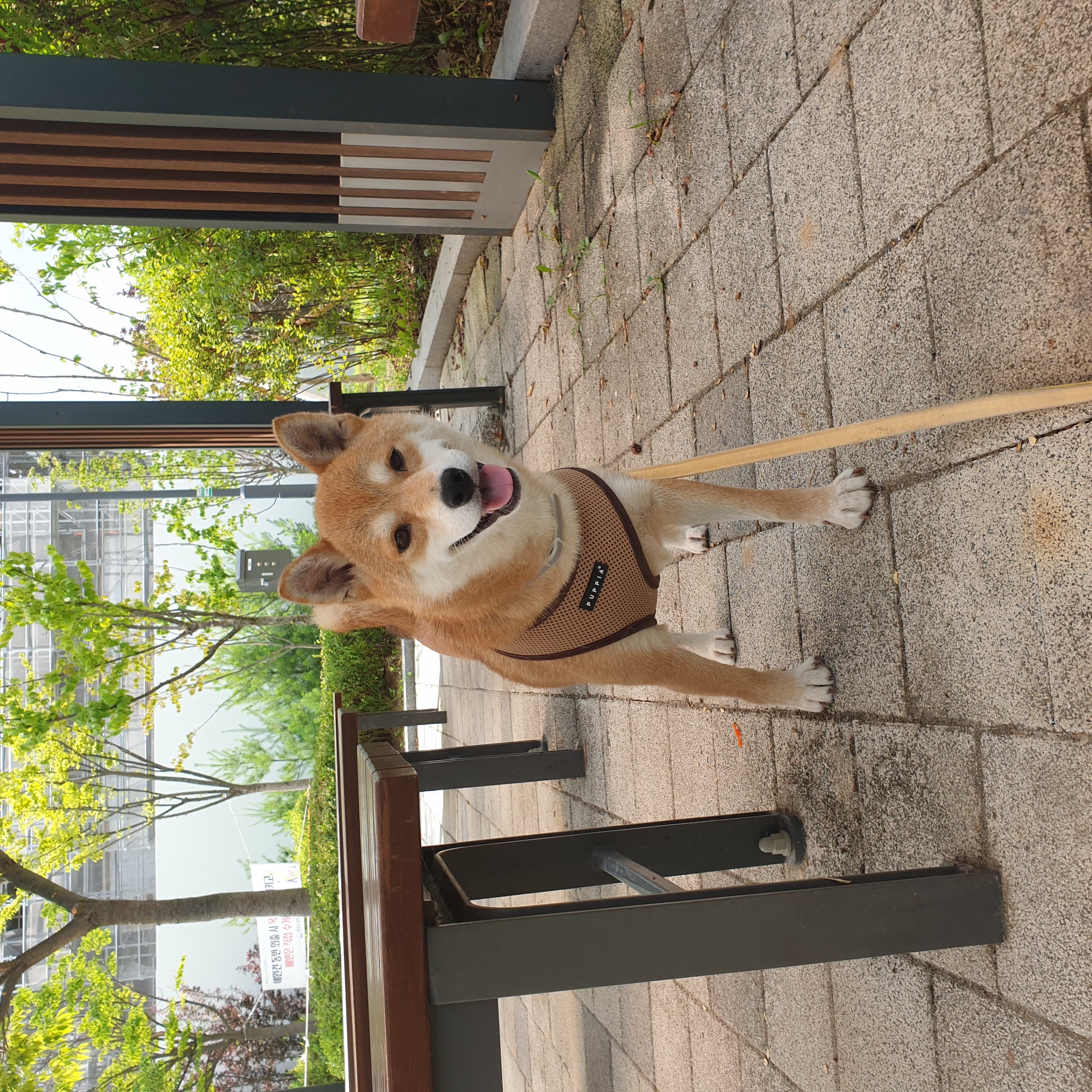 보리가 벌써 한달이 되었네요.