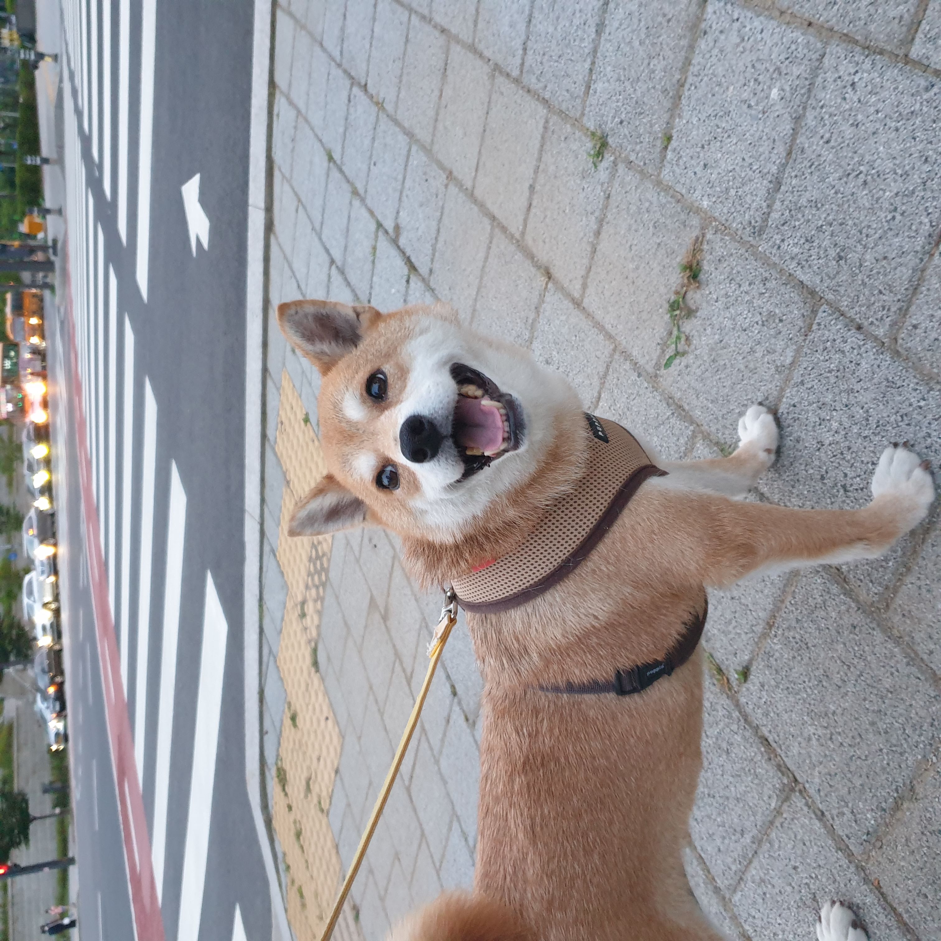 보리가 벌써 한달이 되었네요.