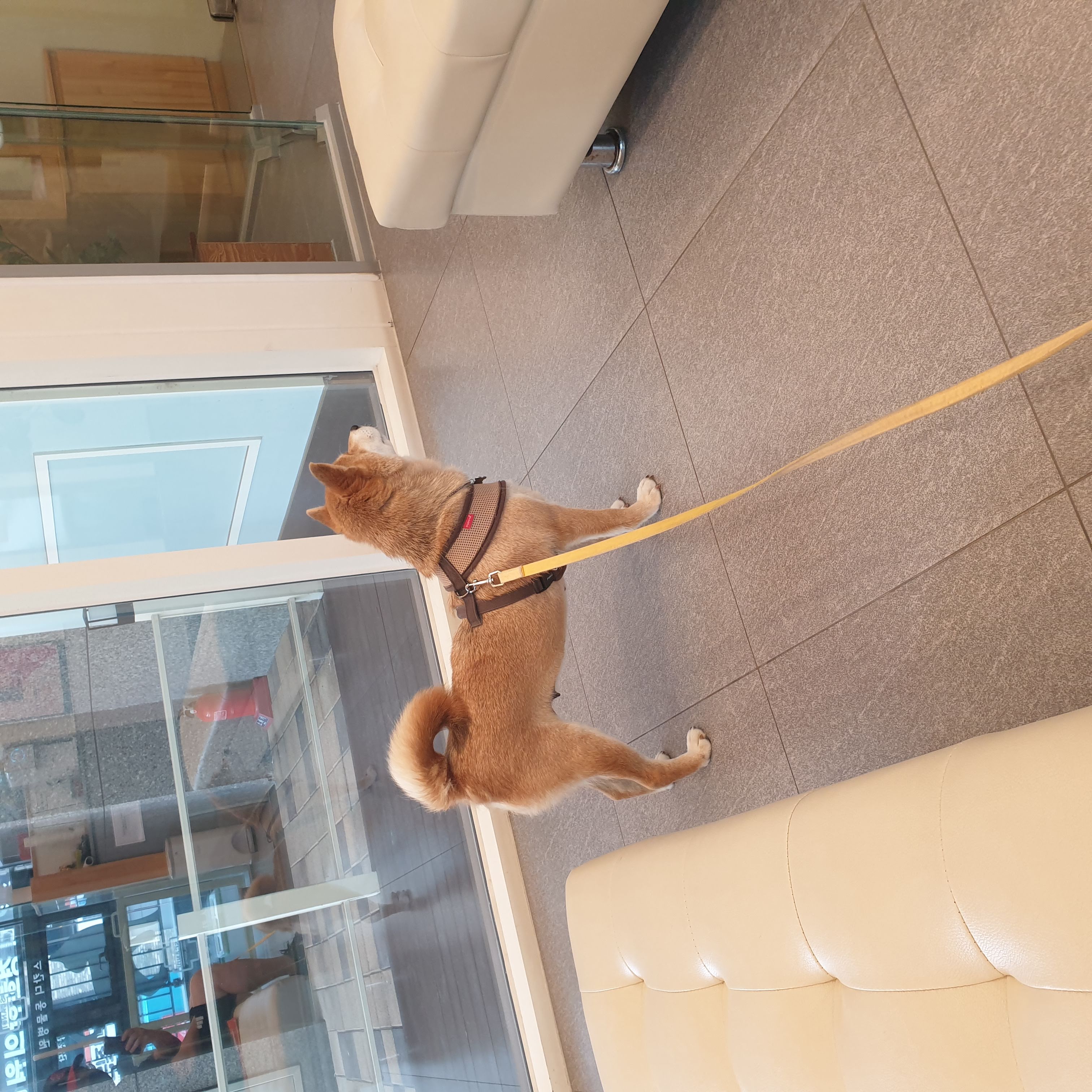 보리가 벌써 한달이 되었네요.