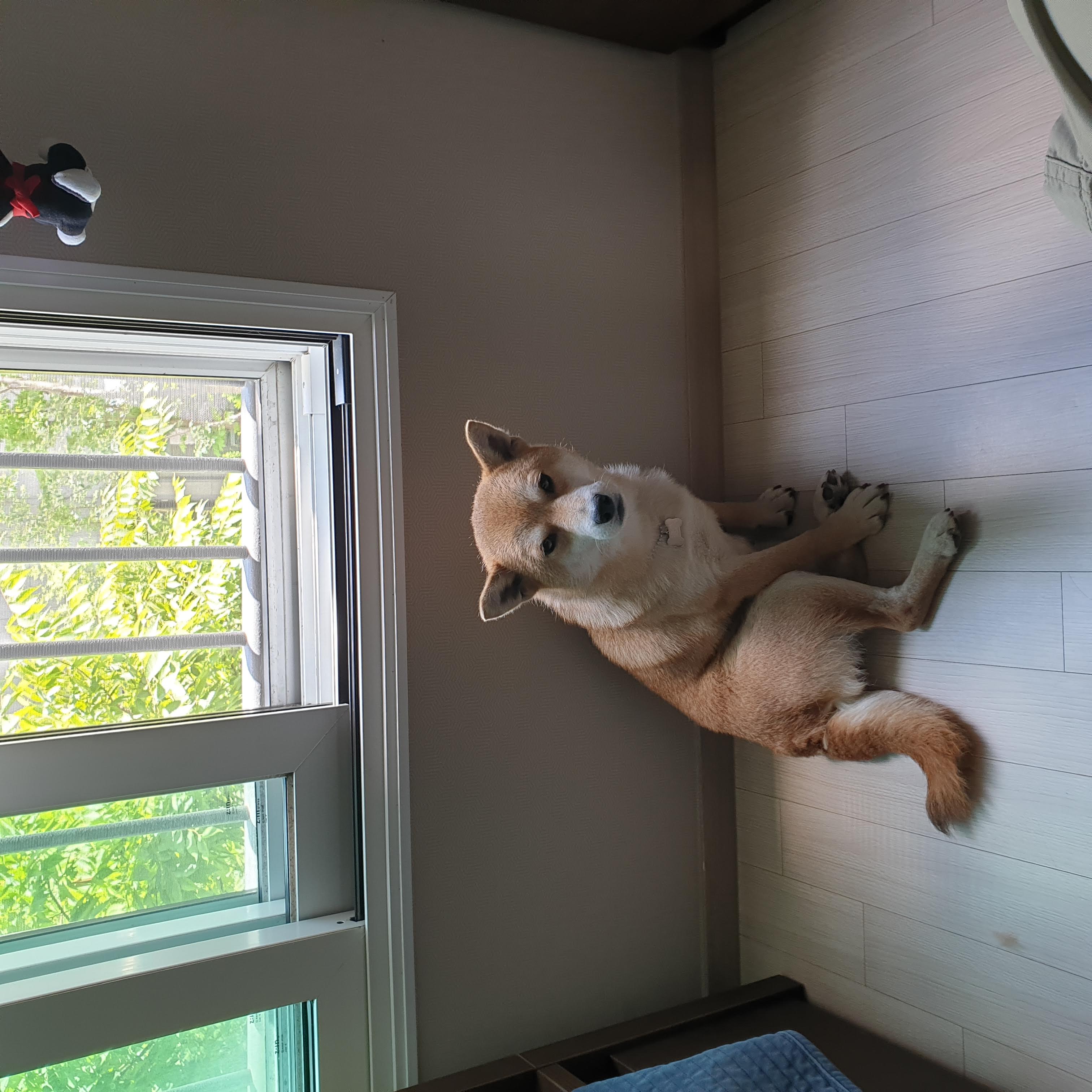 보리가 벌써 한달이 되었네요.