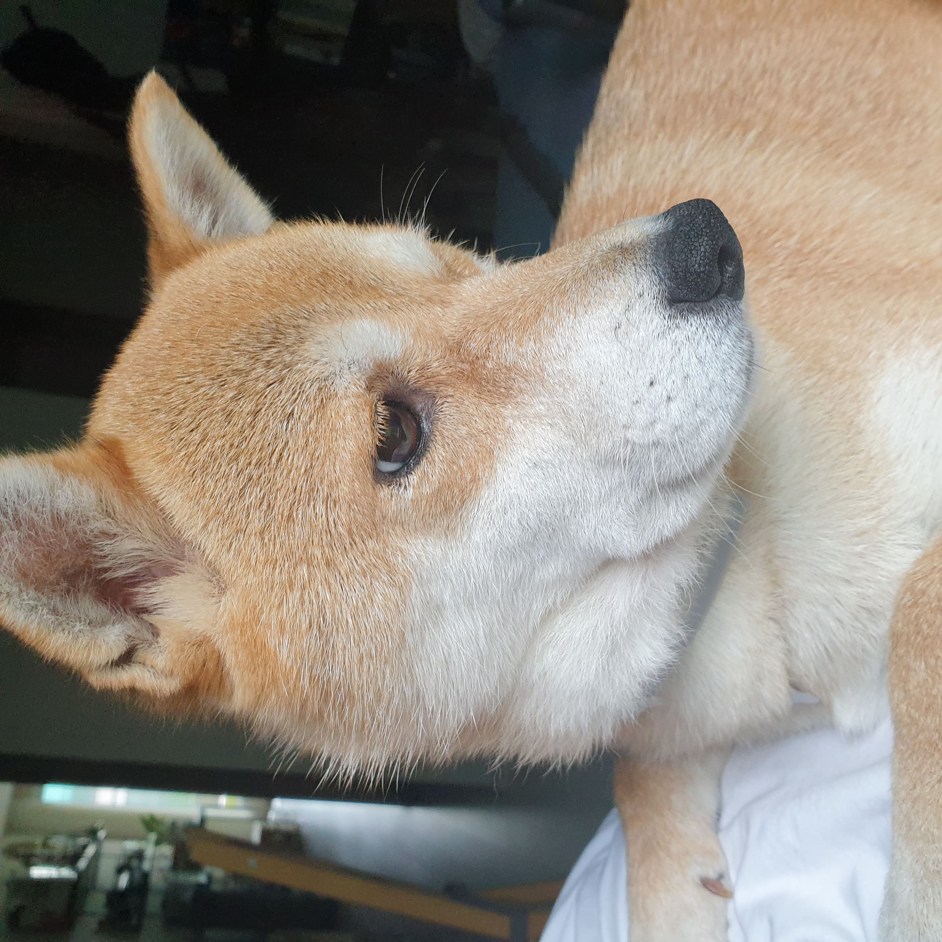 보리가 벌써 한달이 되었네요.