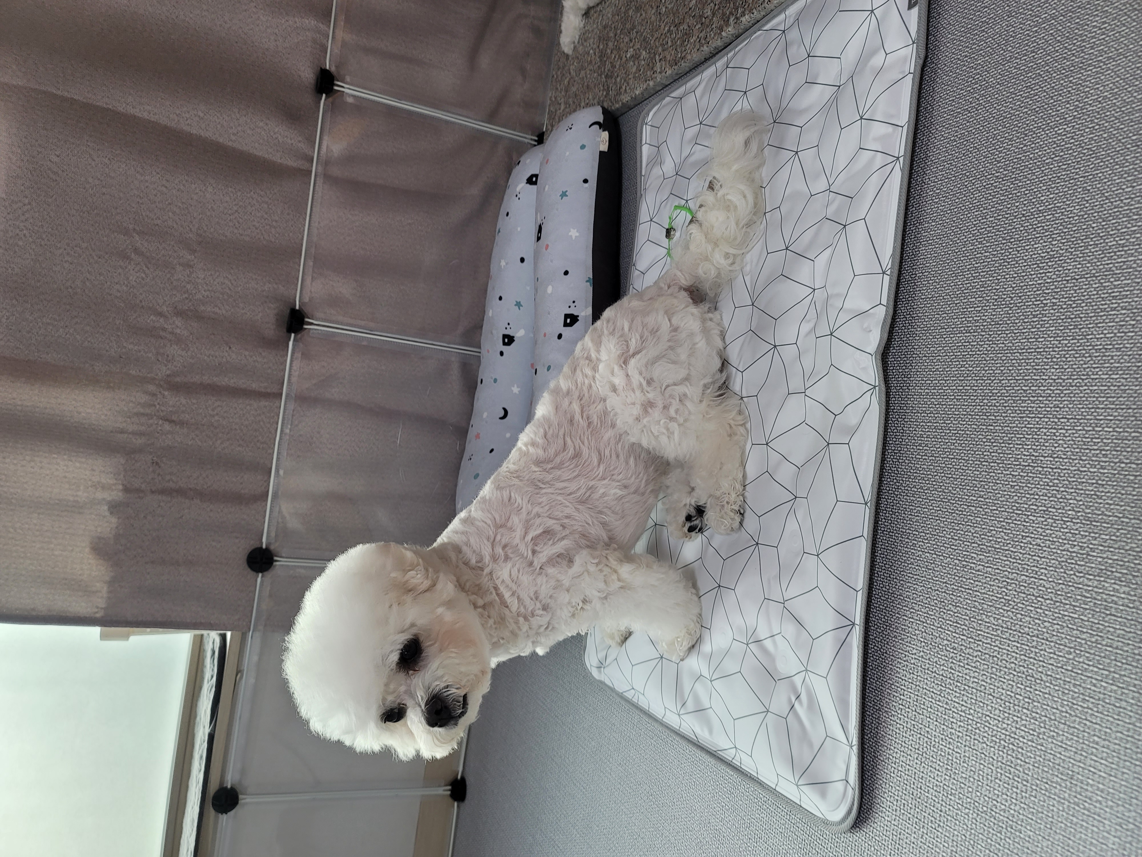 하음(구름)이 하삼(봄)이 3개월됐네요!