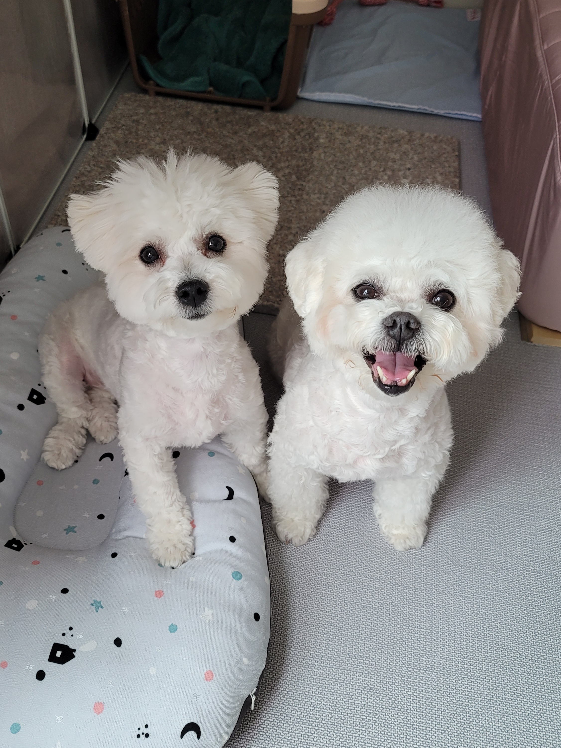 하음(구름)이 하삼(봄)이 3개월됐네요!