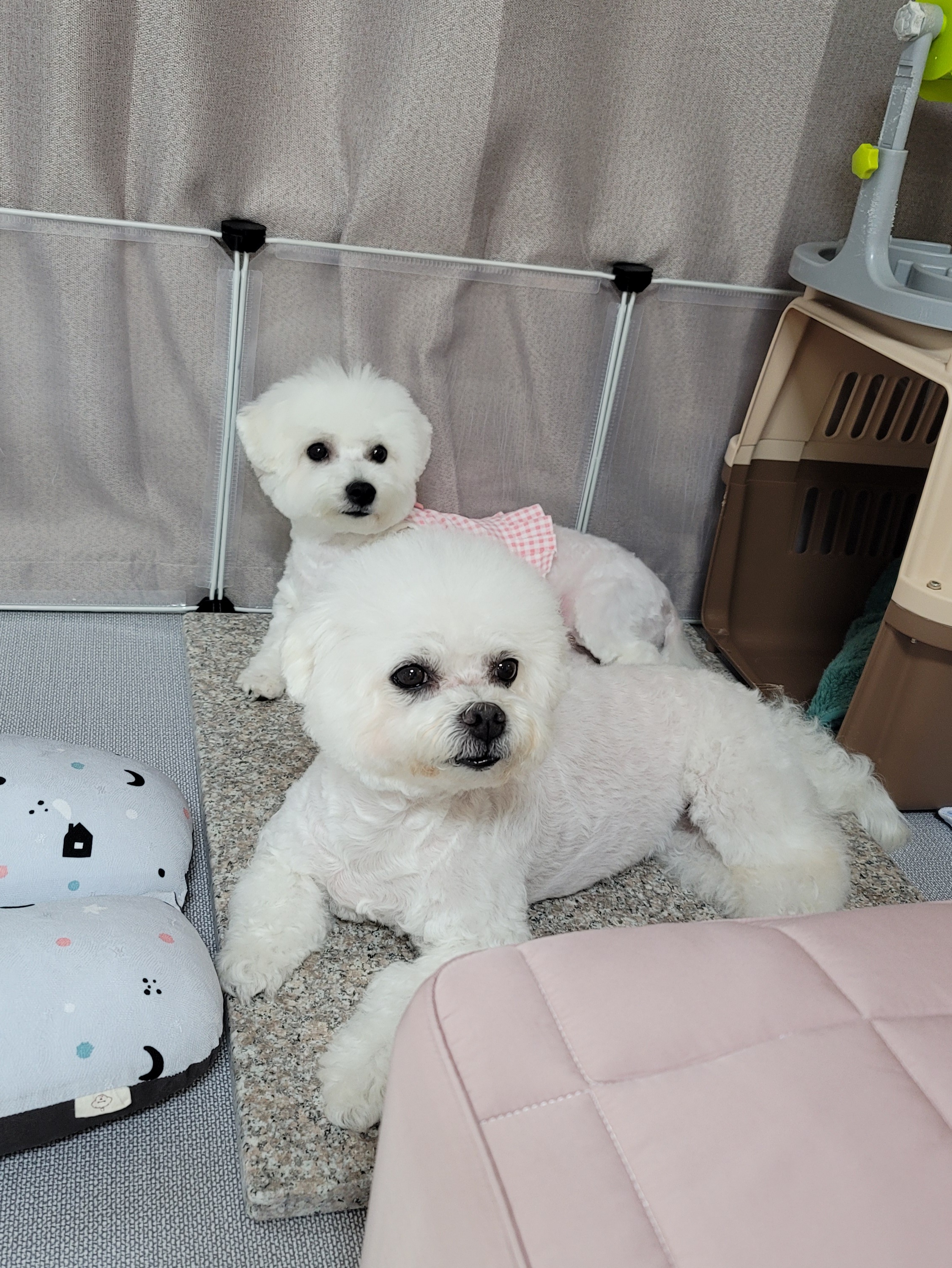 하음(구름)이 하삼(봄)이 3개월됐네요!