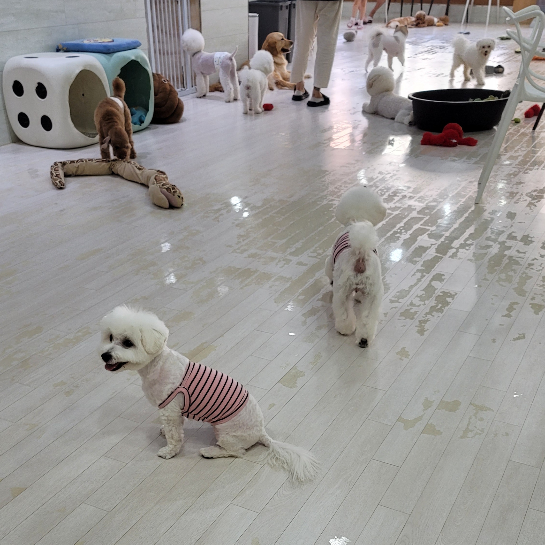 하음(구름)이 하삼(봄)이 3개월됐네요!