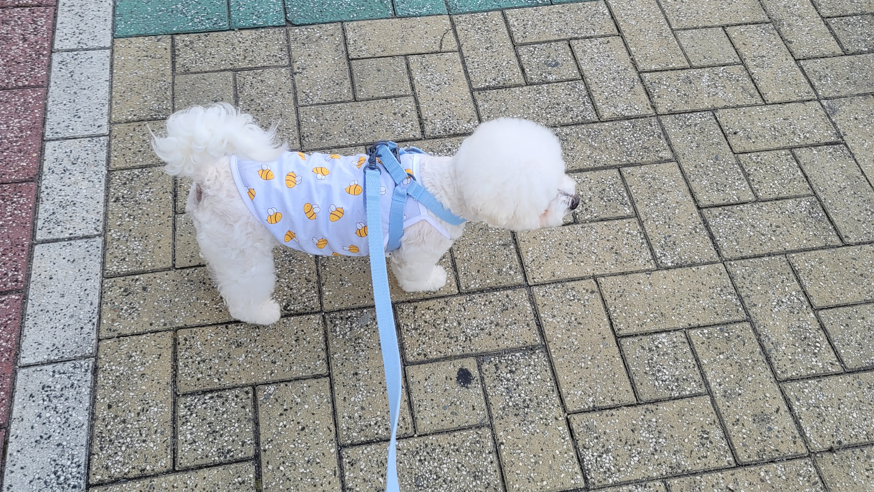 하음(구름)이 하삼(봄)이 3개월됐네요!