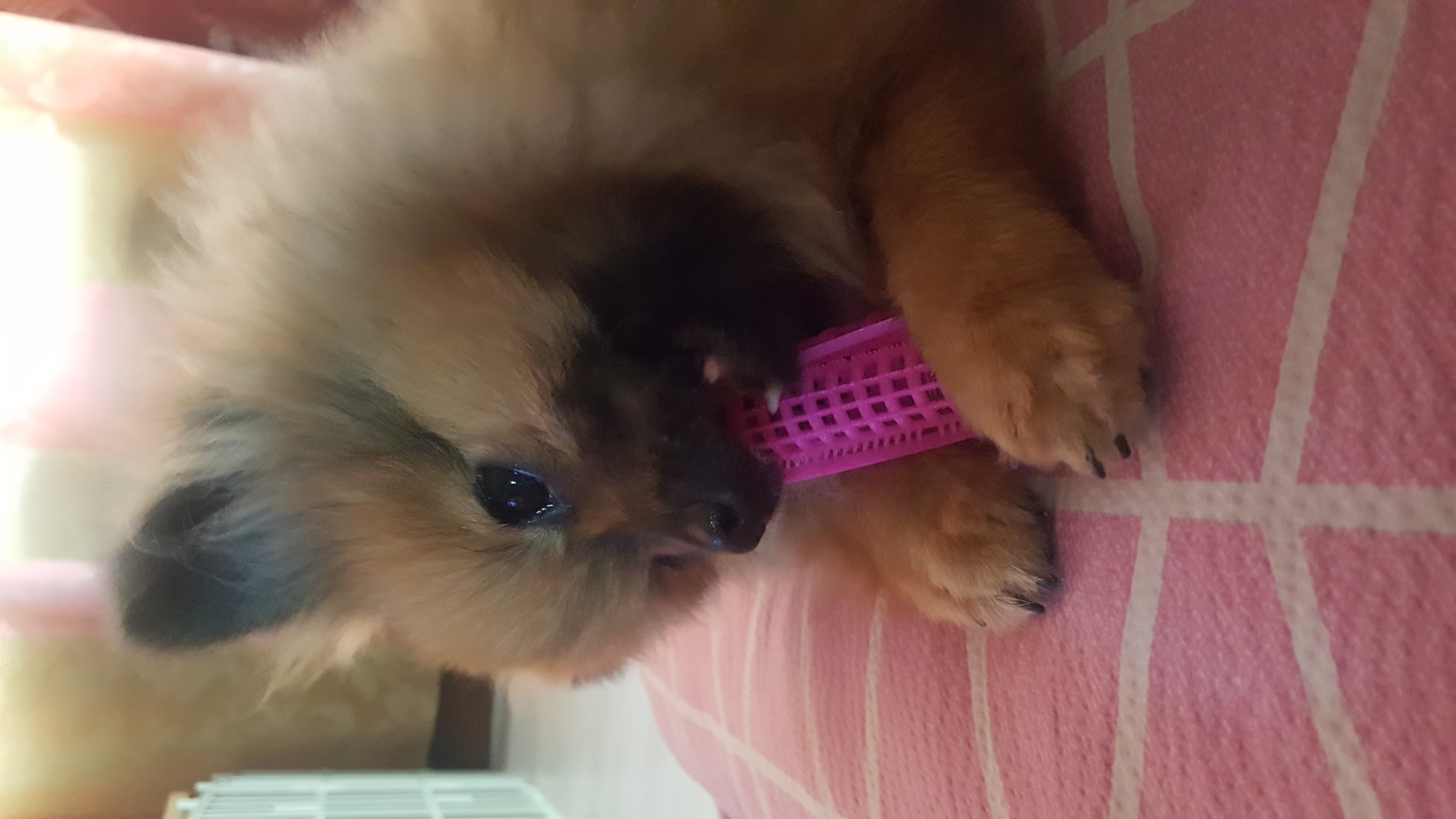 러비 한달됐어요♡