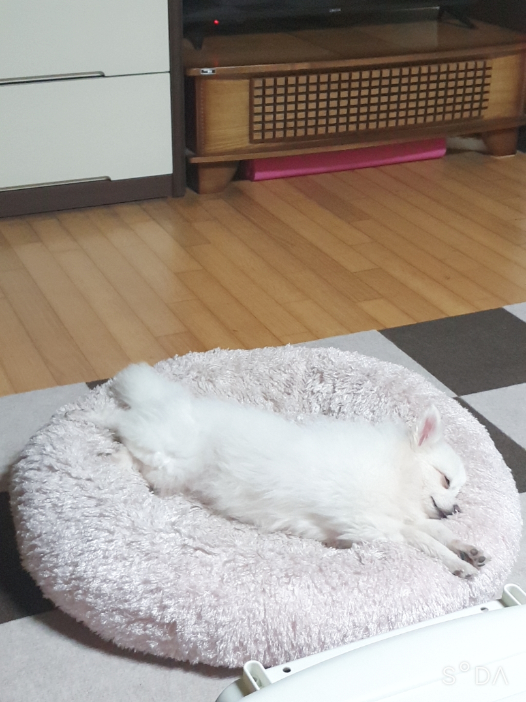 곤지암 눈송이 (봄이) 입양 3달차 후기❤