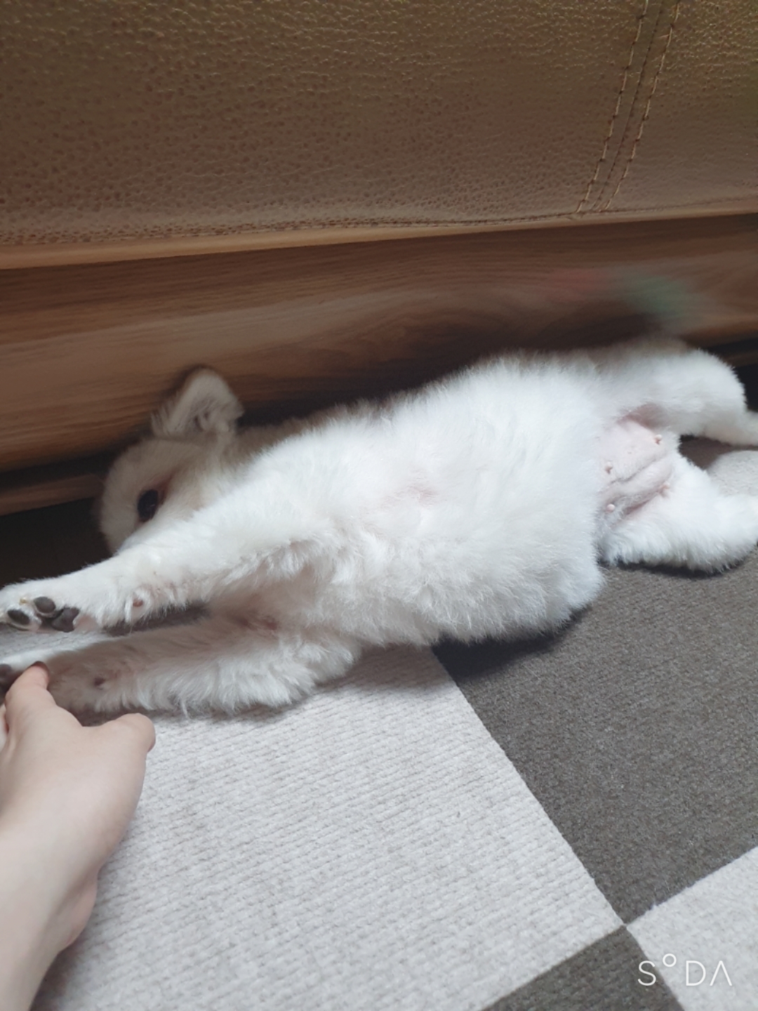 곤지암 눈송이 (봄이) 입양 3달차 후기❤